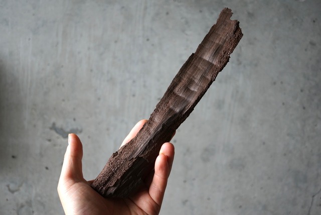 特大ドイツ産ドゥルージーペトリファイドウッド 242mm　Petrified Wood / Quartz　1173