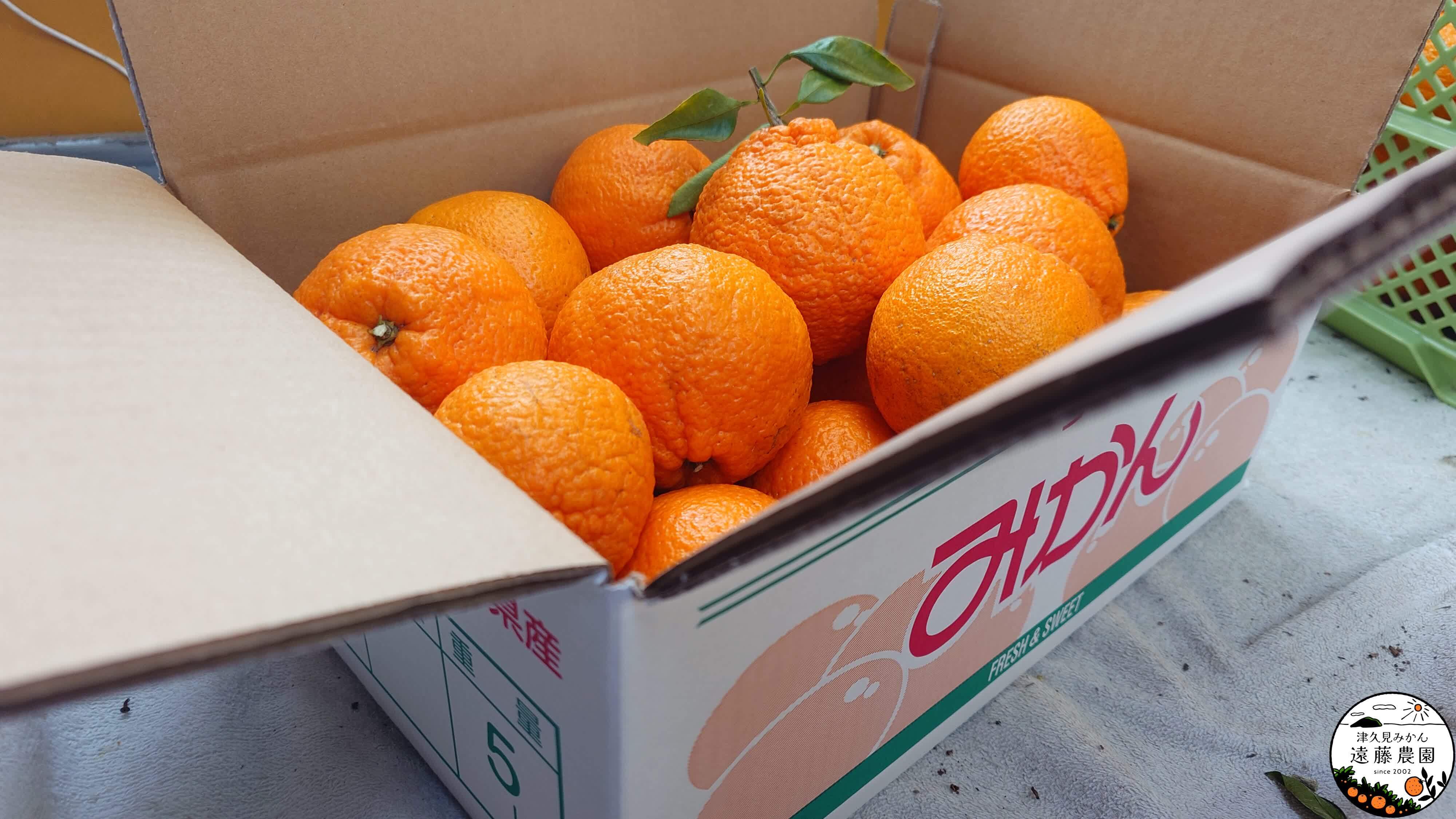 5kg】超完熟屋根掛け不知火 | 津久見みかん 遠藤農園