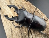 【WD】《アルケスツヤクワガタ 76.5mm ペア》