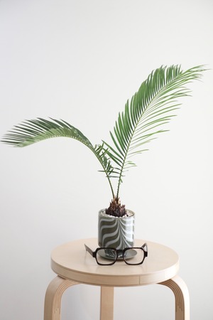 【M】ソテツ/Japanese sago palm