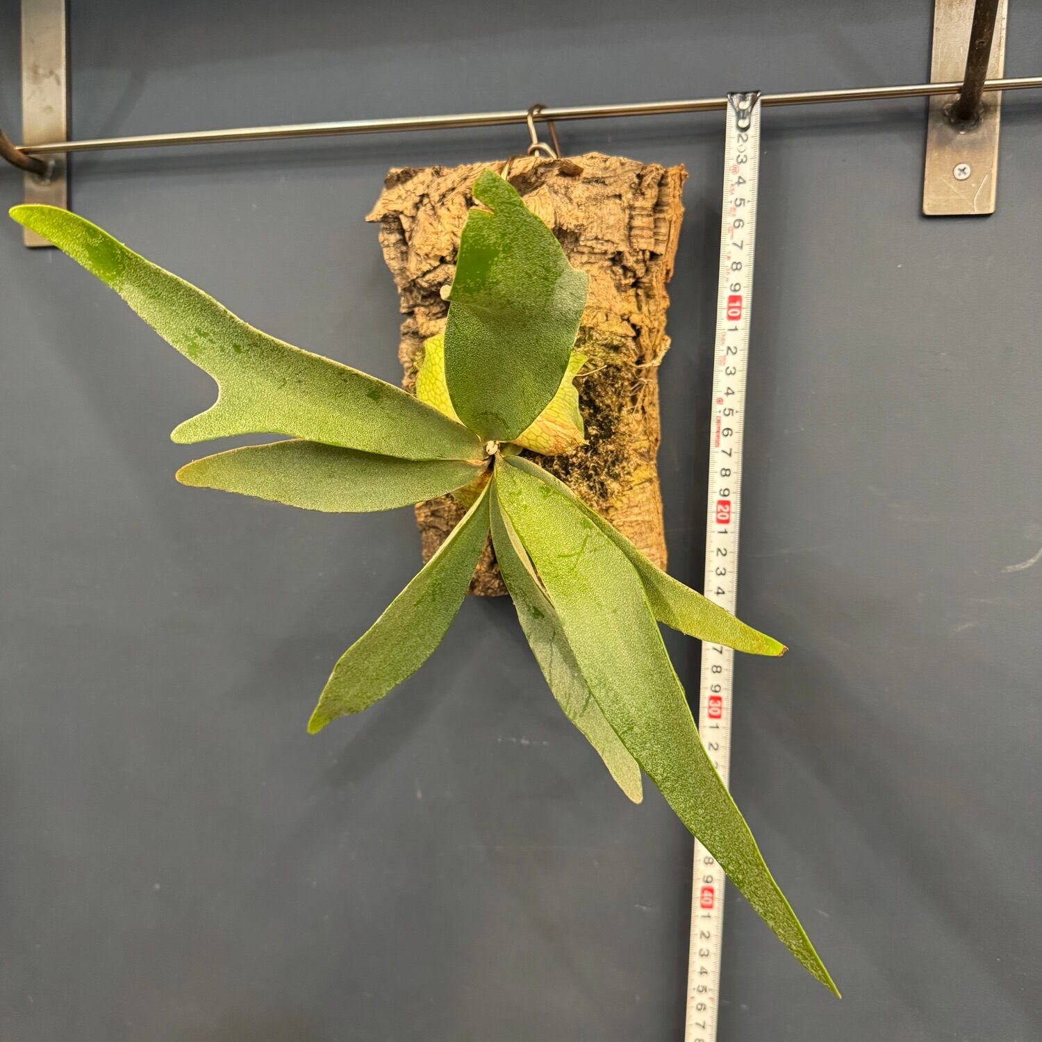 ビカクシダ Platycerium veitchii 板付け【315】 | PROTOLEAF プロトリーフ