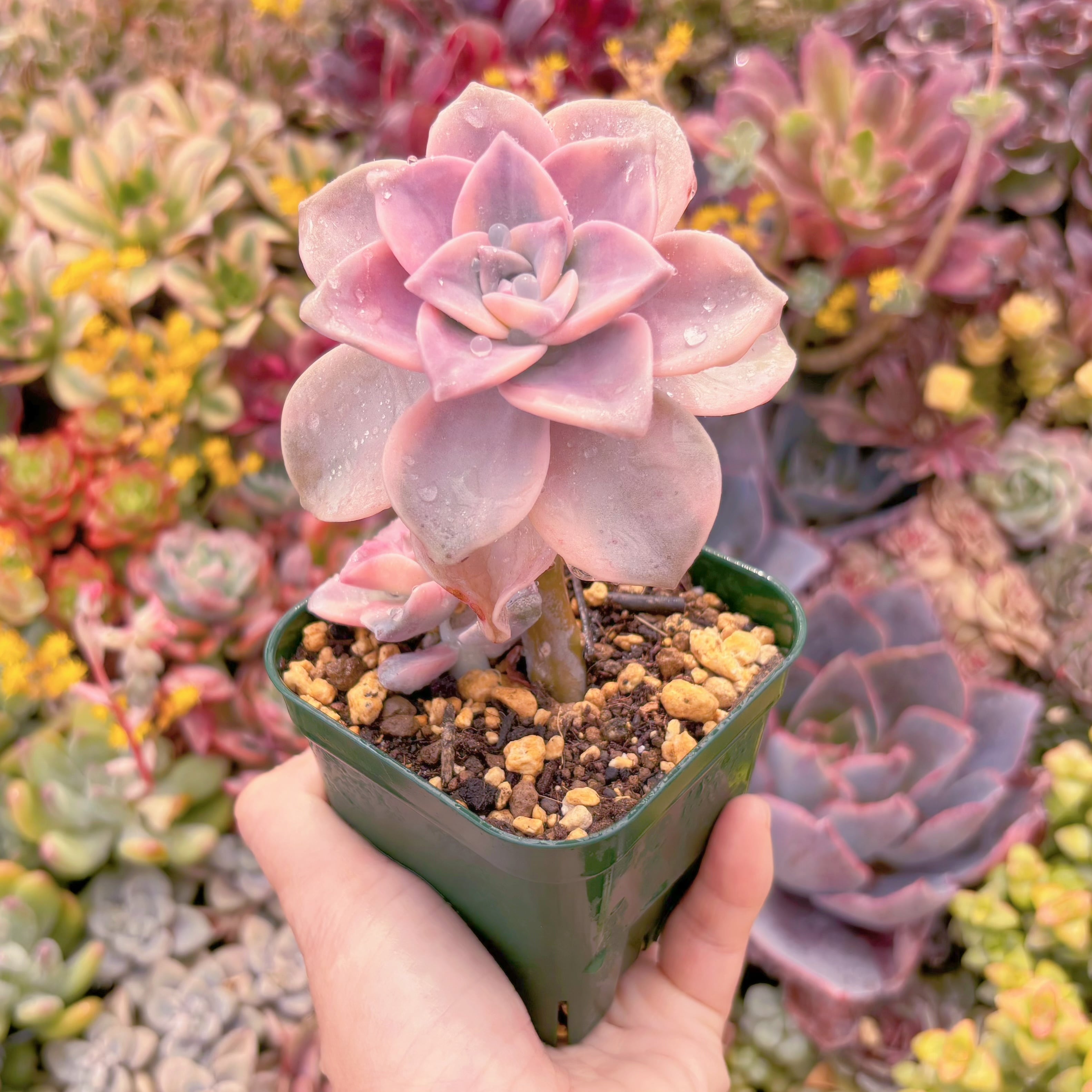 現品　パープルディライト錦#533　大苗　 新入荷　るる農園