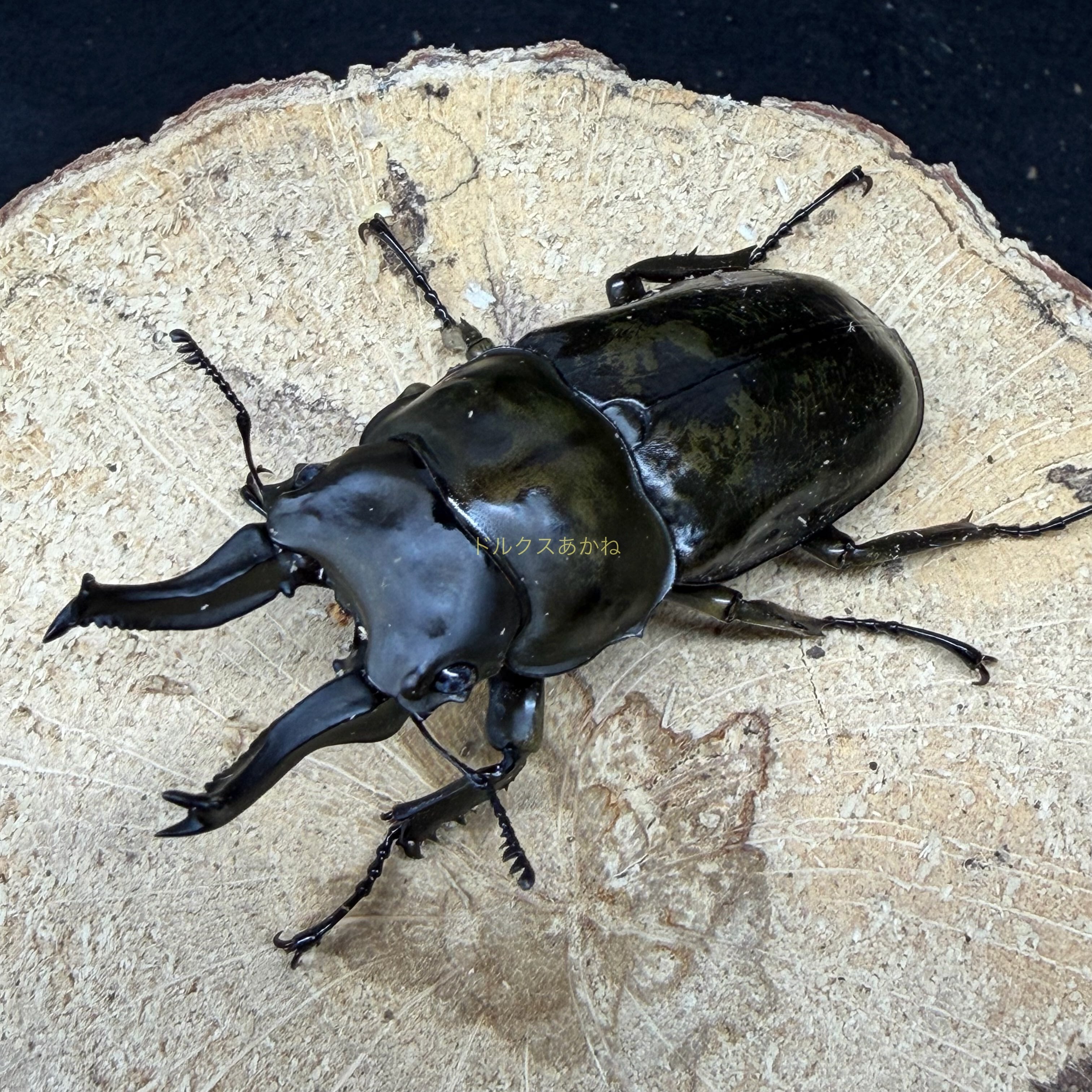 西表島産ヤエヤママルバネクワガタ♂56mmペア | ドルクスあかね