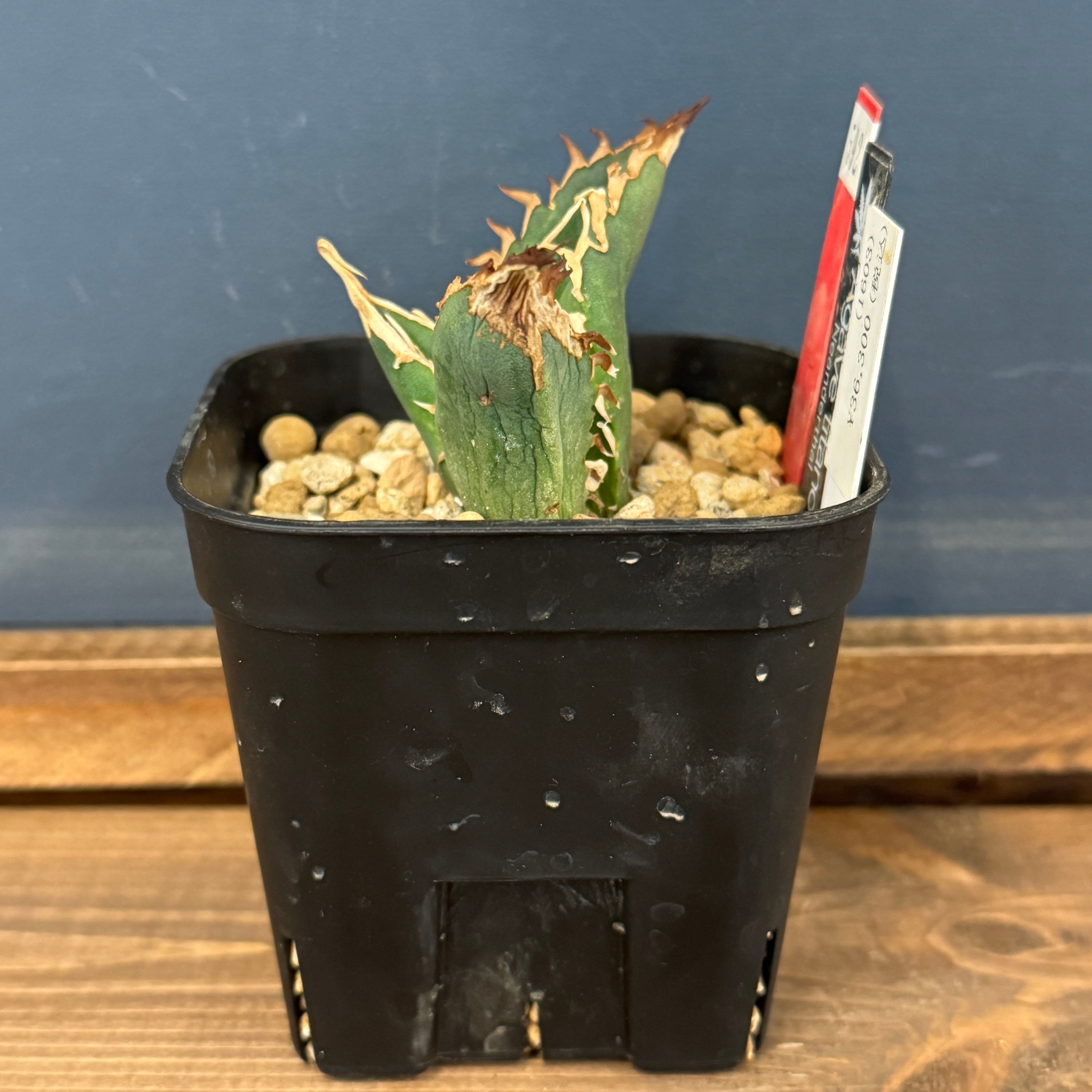 アガベ ネアンデルタール　イラン株 Amazon.co.jp: アガベ チタノタ イラン株 ペルシアンドワーフ 極上株