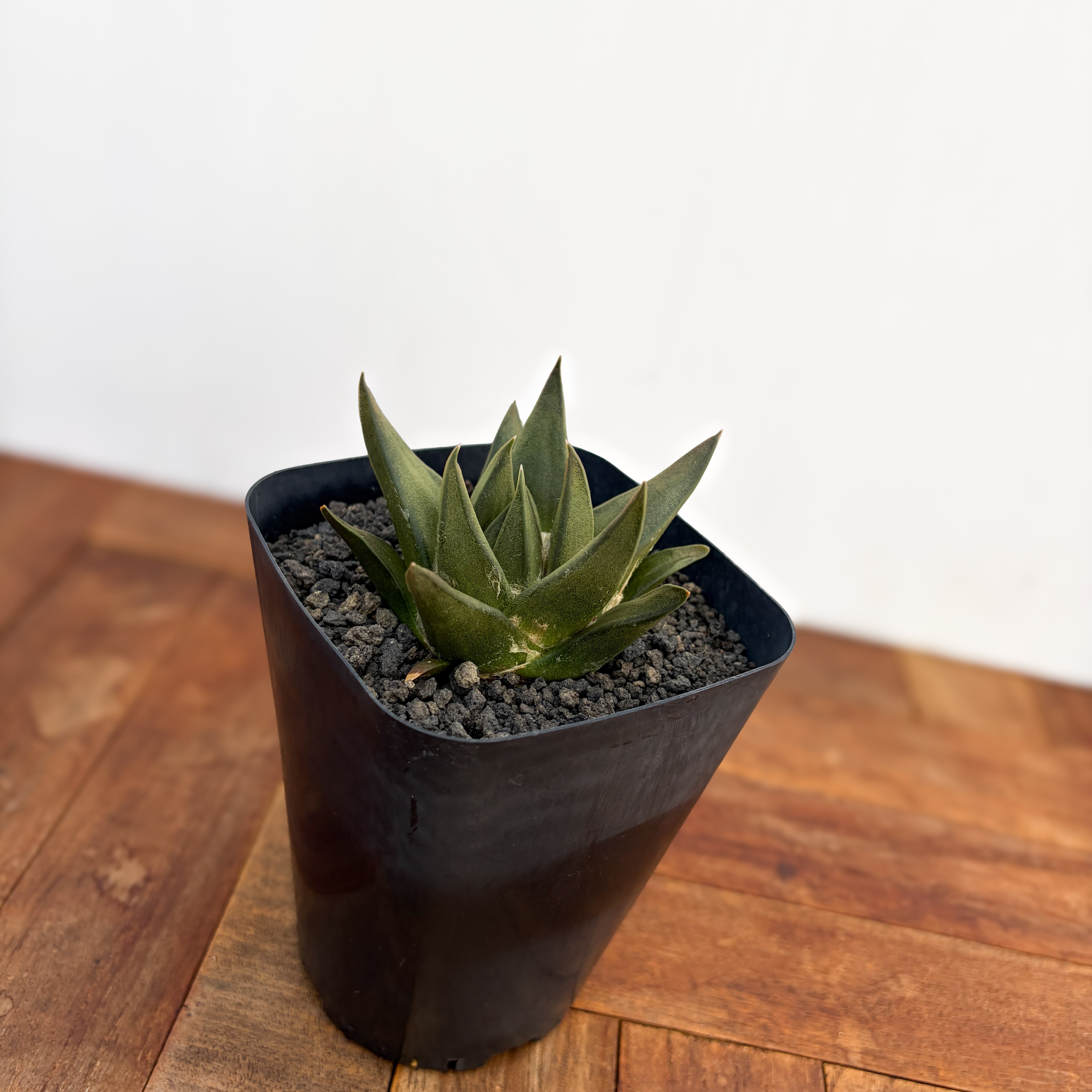 Ariocarpus trigonus 【アリオカルプス・短疣三角牡丹・実生