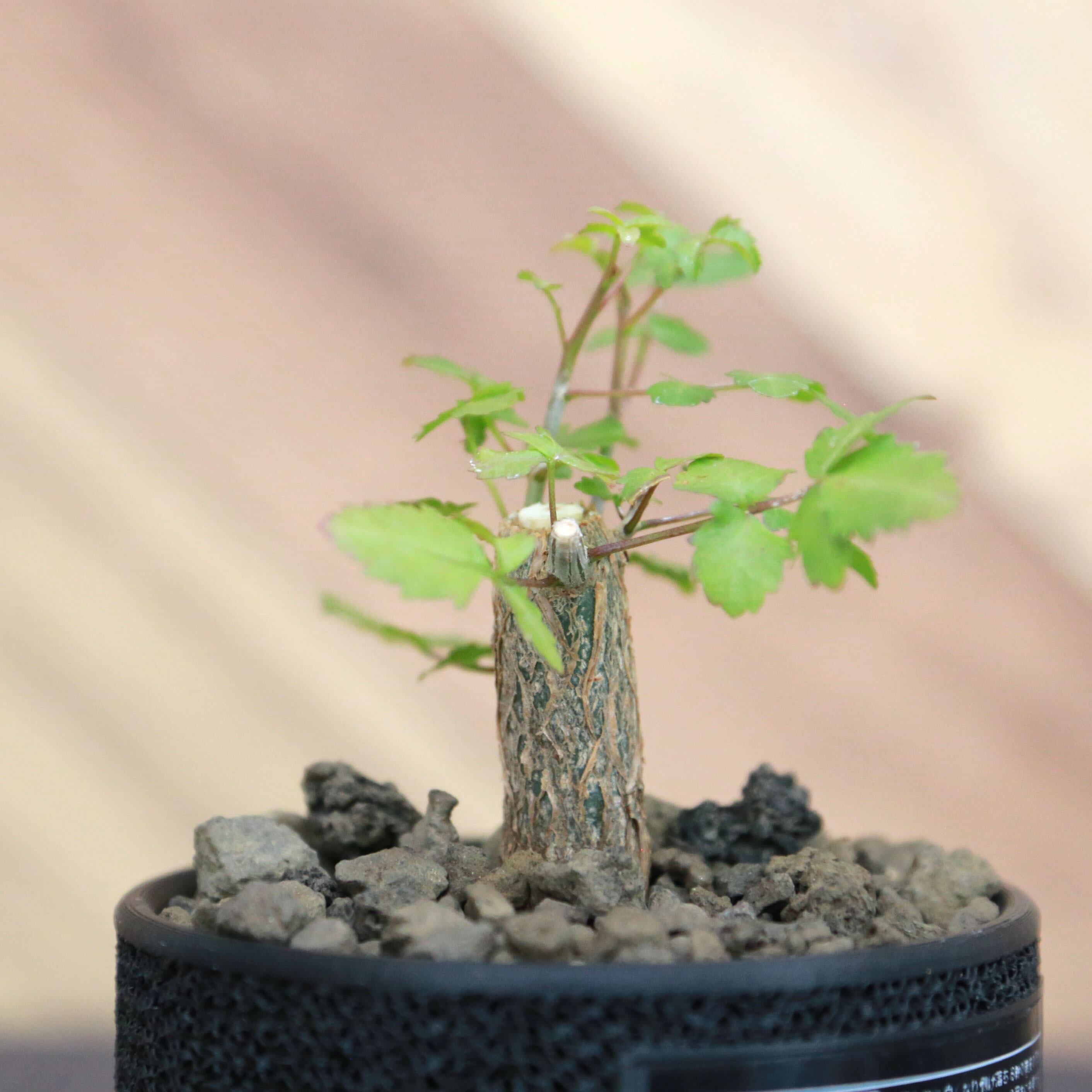 Bursera fagaroides ブルセラ ファガロイデス / 小株(3号鉢)/Lot.002