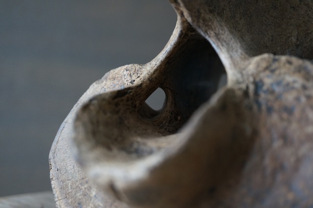 黒龍江省産古代大型哺乳類脊椎骨  Vertebra 2392