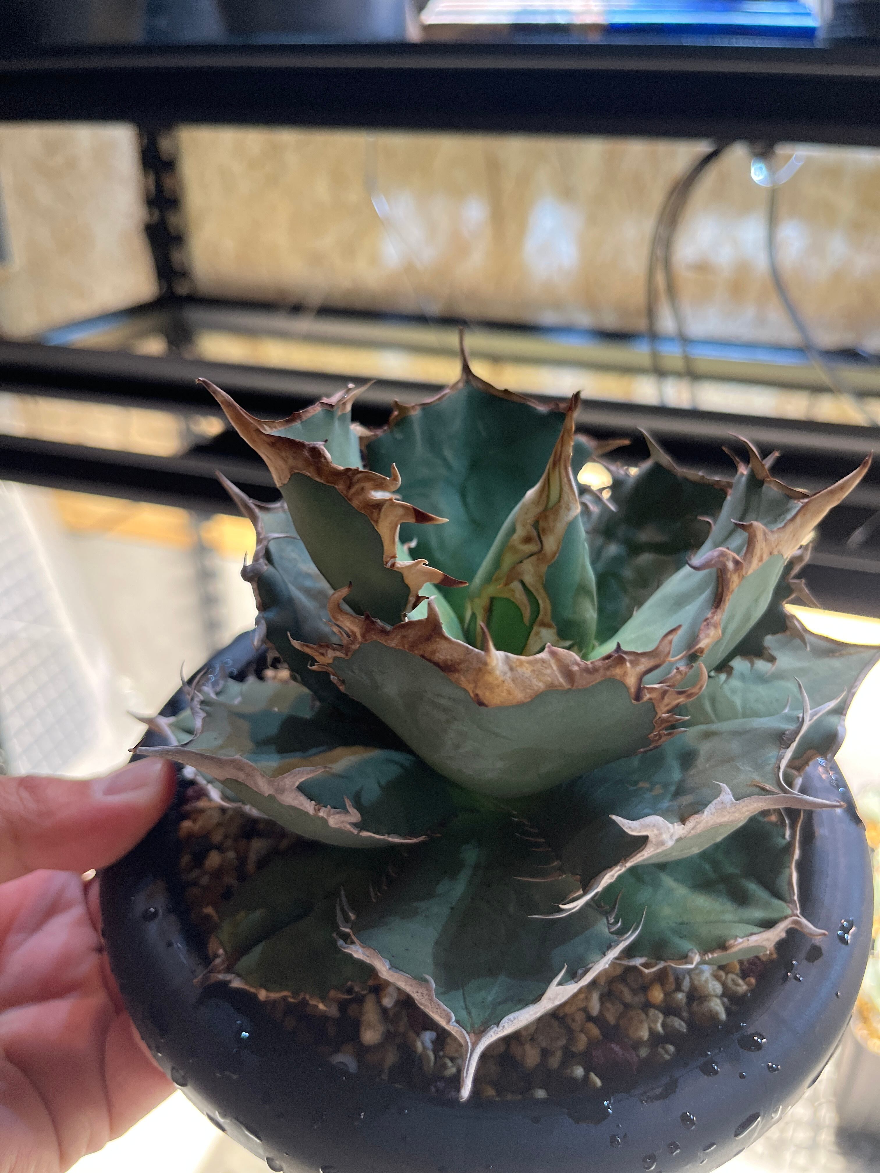 アガベ FO-076（インドネシア系） | Pay ID