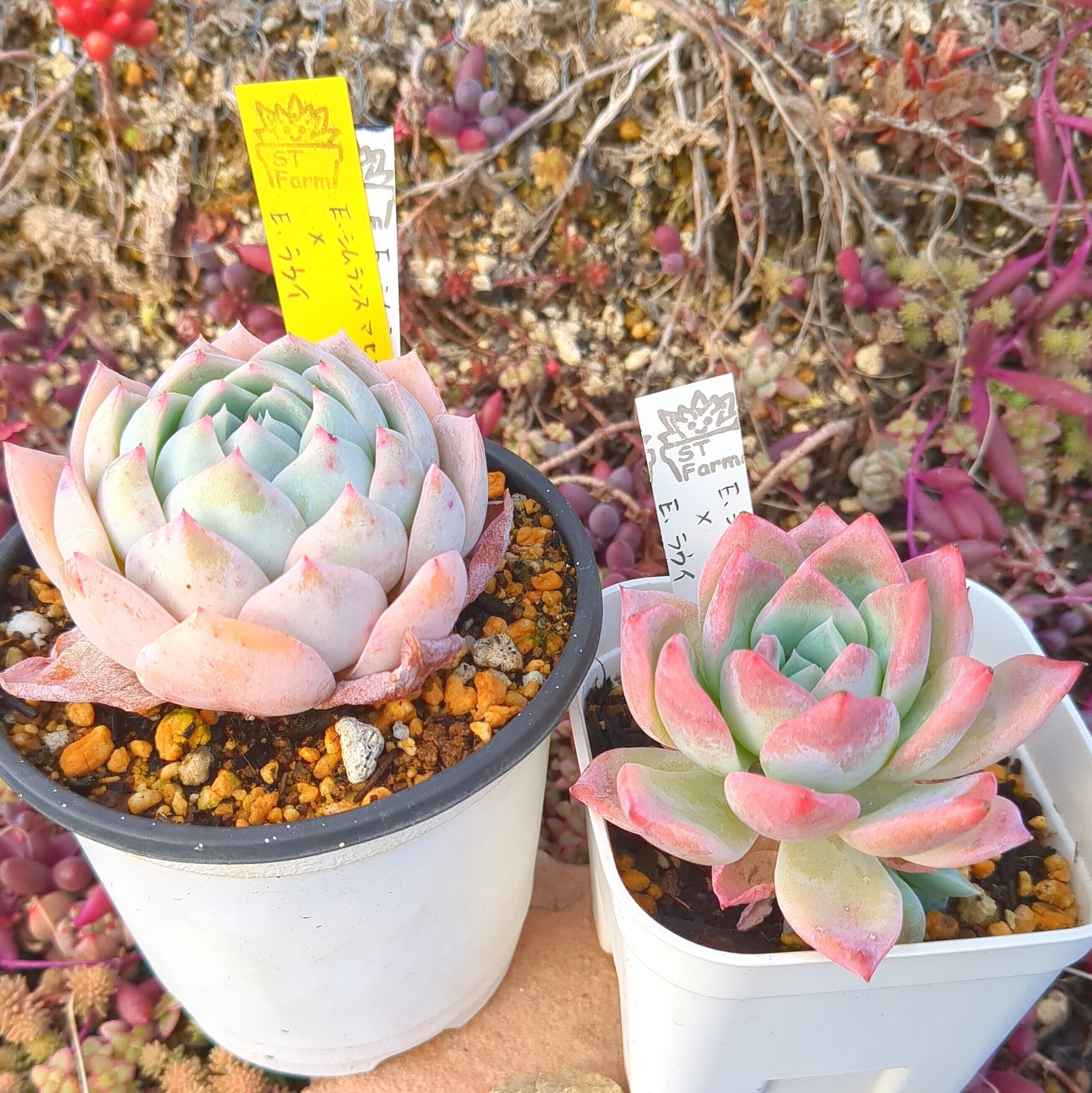 シムランス×ジョセリン 実生苗 多肉植物 エケベリア 図鑑】ジョセリン（エケベリア属）