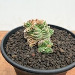 Aztekium ritteri 'Valdezii'【アズテキウム・紅籠・カキ仔】