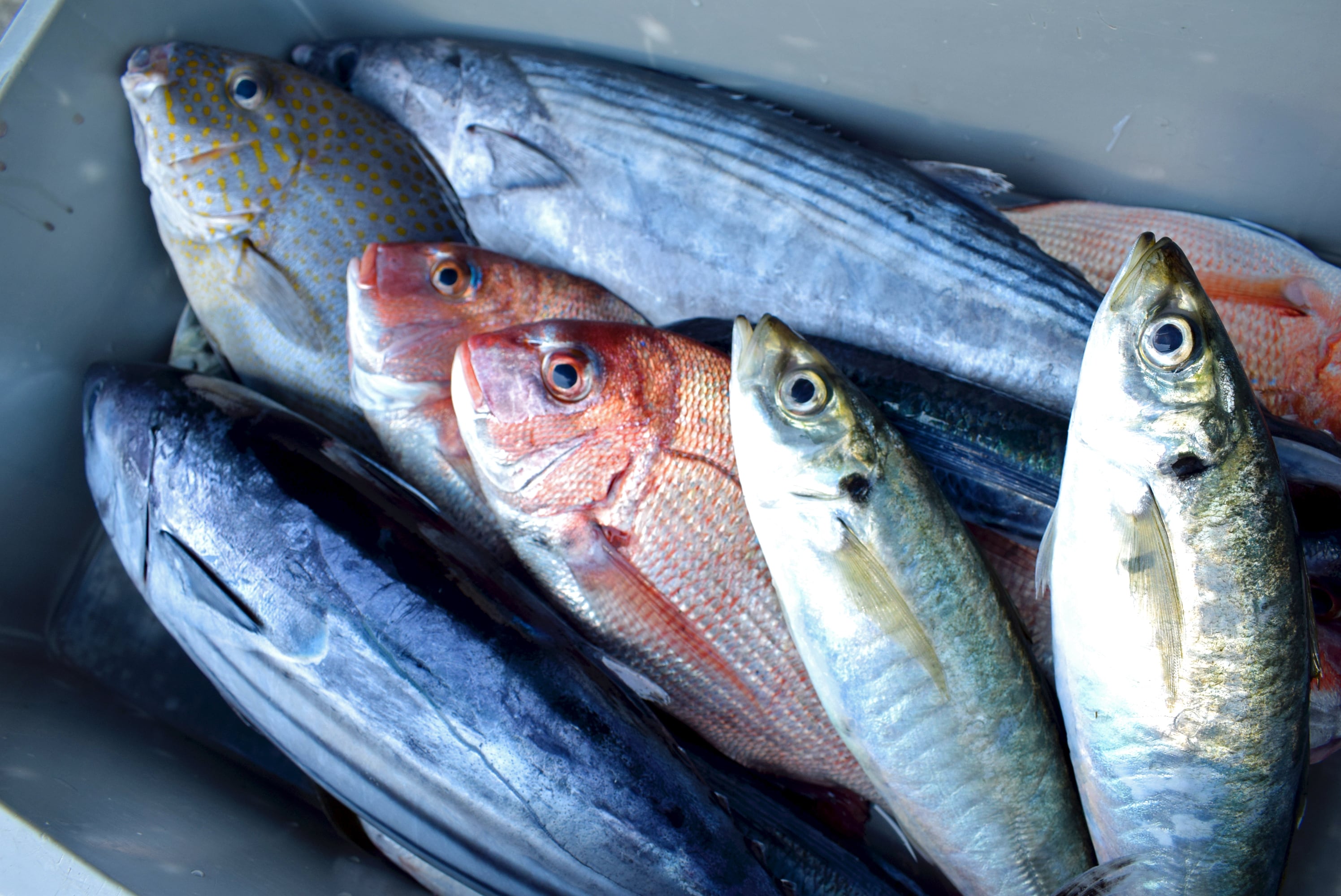 朝獲れ鮮魚 3kg | 高知県大月町の特産品通販「おおつきマルシェ」