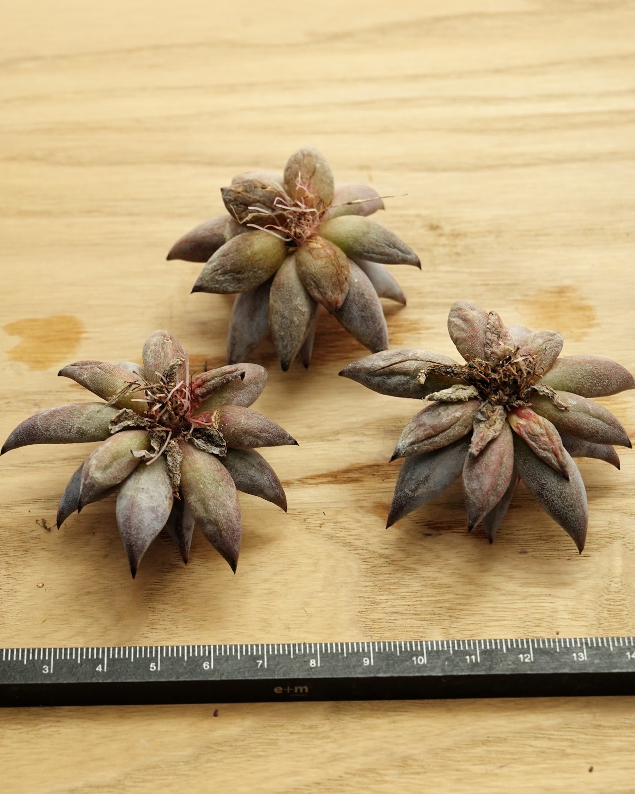 発根済カット苗 アンギキュラータ ミニ株 Echeveria unguiculata