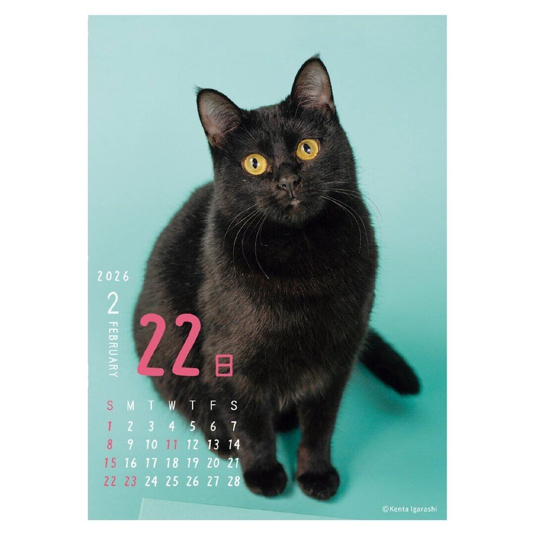 日めくりカレンダー「にゃん‼︎めくり2026」 | 猫雑貨屋 飛び猫商店