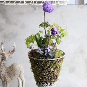 Hさま専用：球根を楽しむ寄せ植え　シャビーなコケワイヤーポットの寄せ植え　お玄関にオススメ　届いてすぐ玄関に飾れる 　プレゼントにもオススメ　