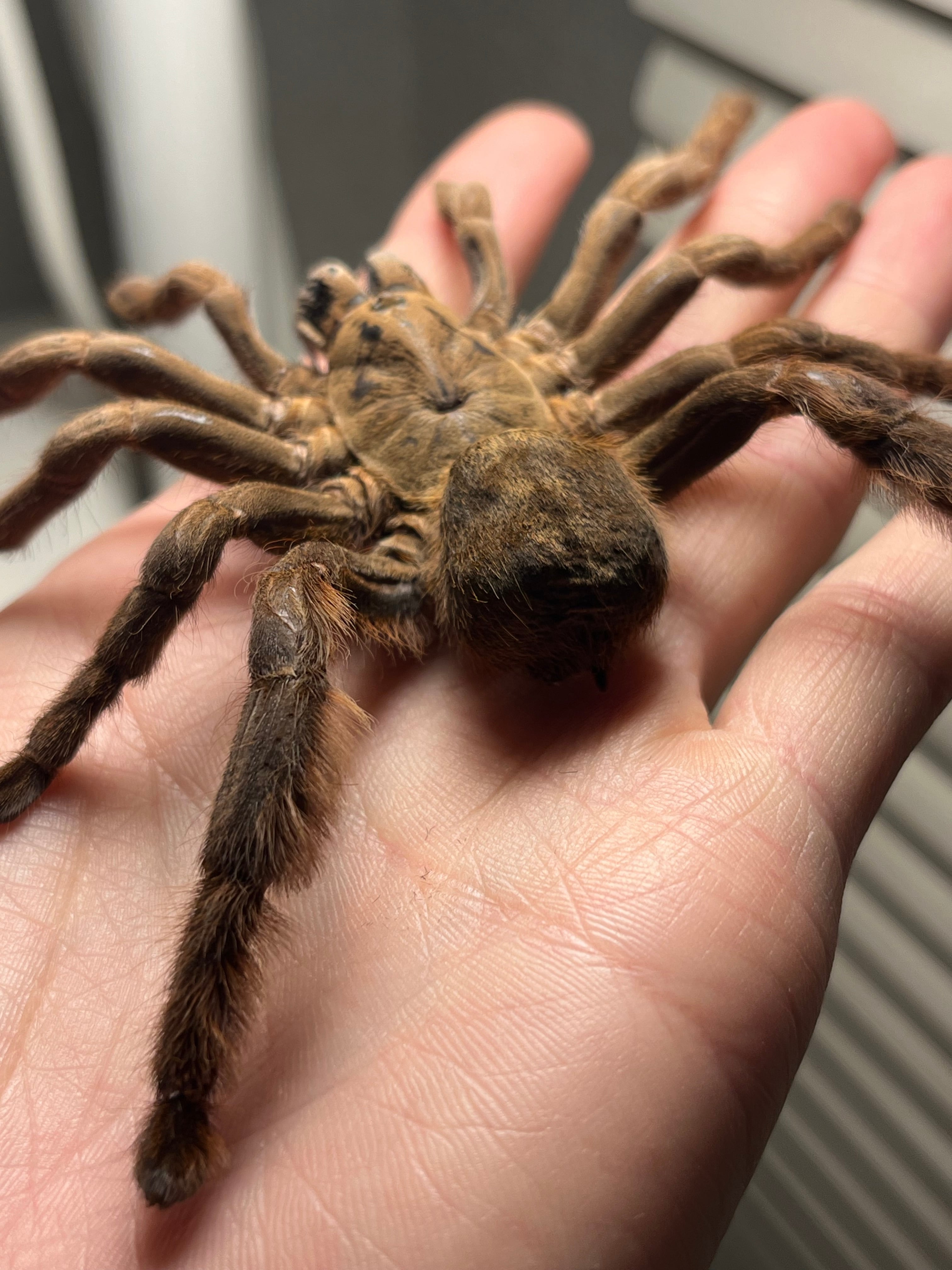 【標本】ベトナムスタウトレッグアースタイガータランチュラ LS14cm程 標本】ベトナムスタウトレッグアースタイガータランチュラ LS14cm程