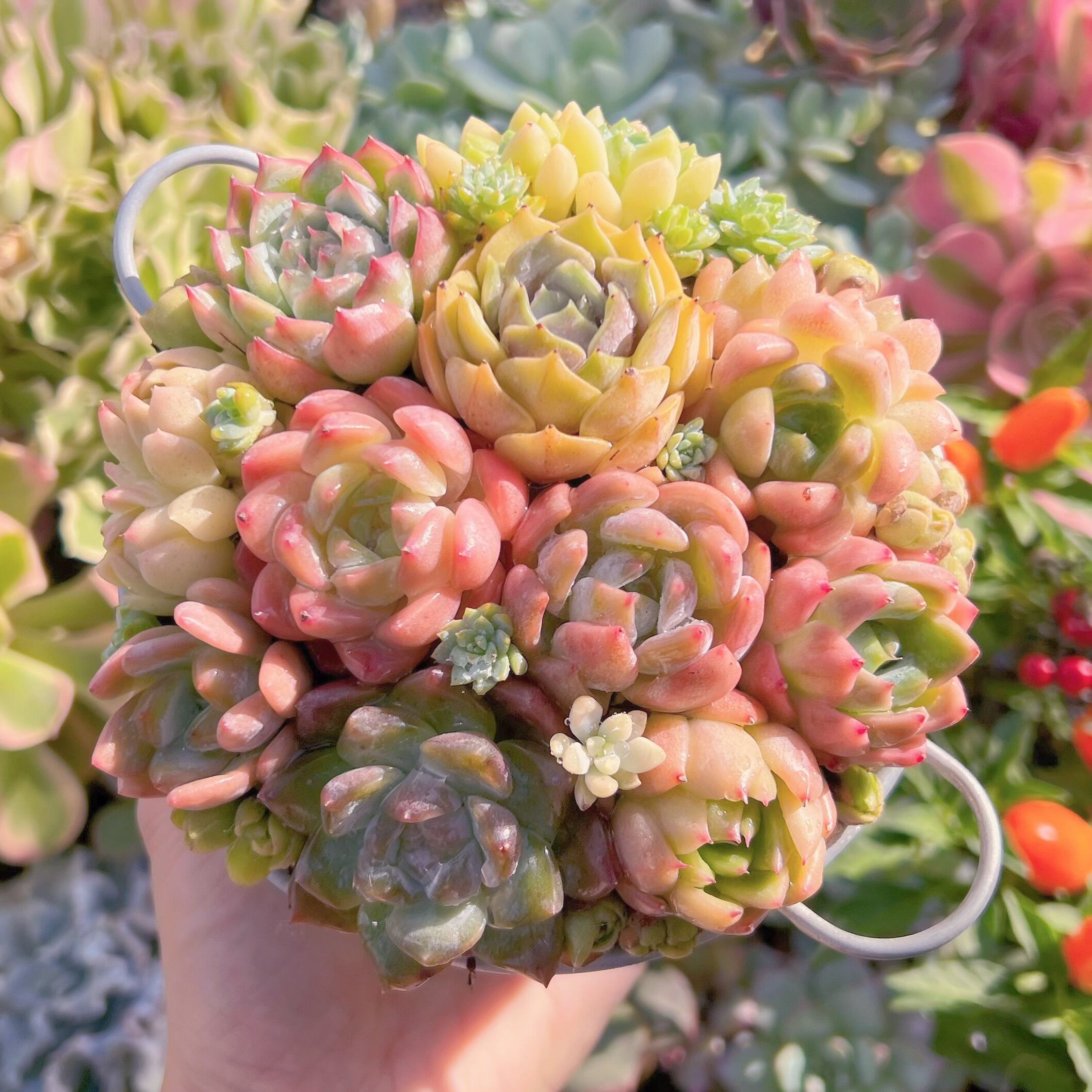 現物　寄せ植え鍋セット#651   るる農園