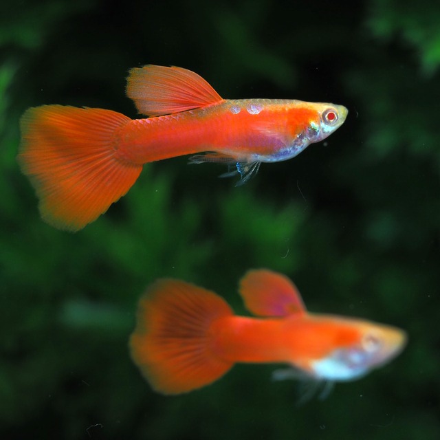 【セール】RREAフルレッド 若魚3ペア