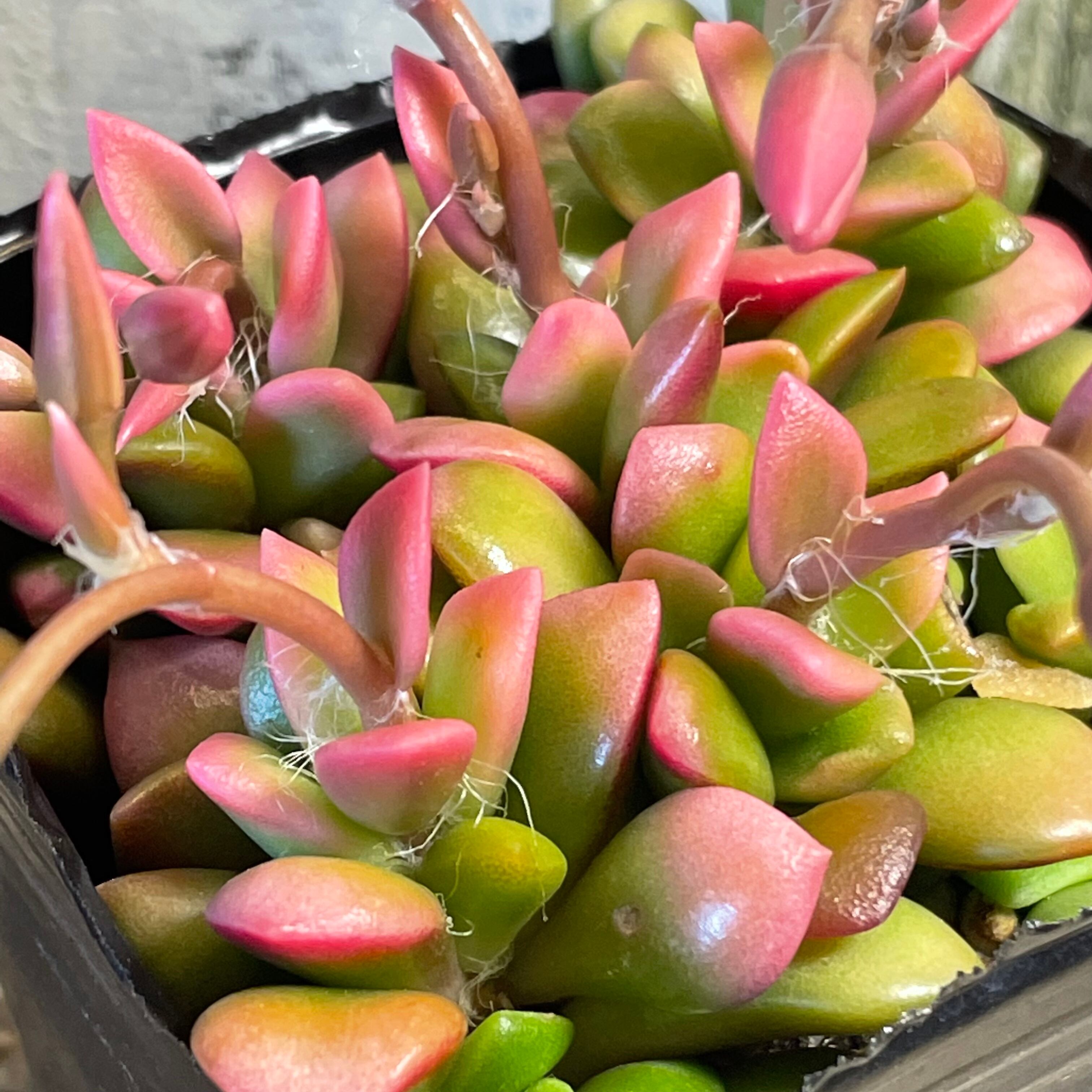 桜吹雪 多肉植物 正規品 桜吹雪入荷しました 品数豊富 多肉植物