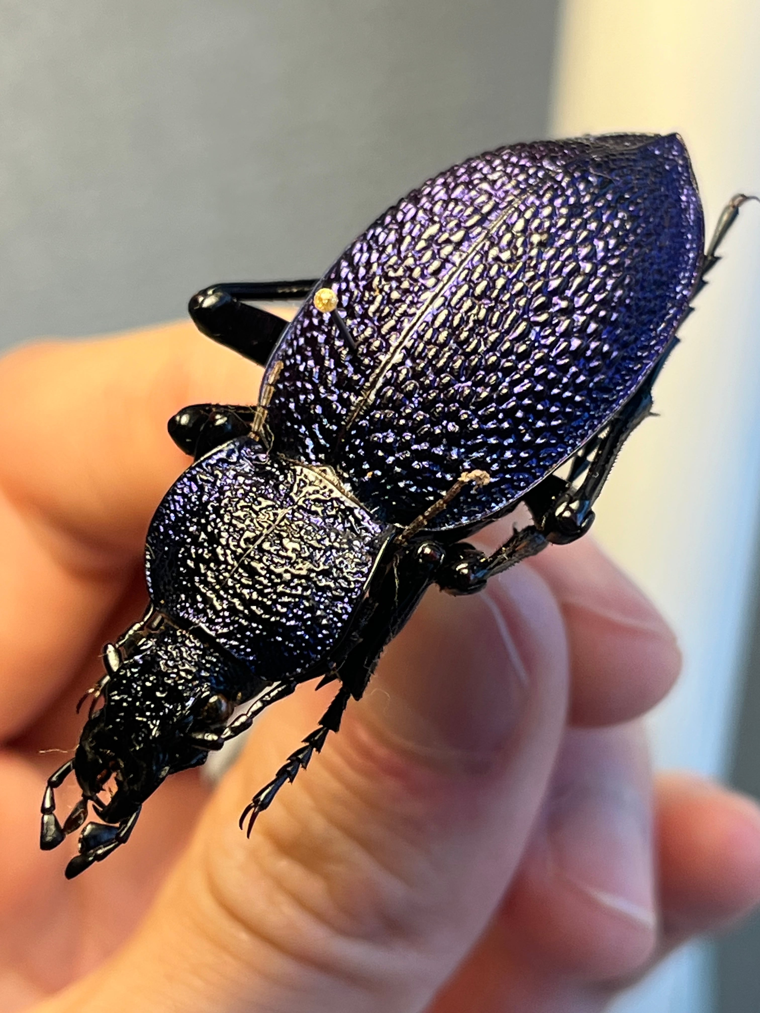 73mm♂】テナガカミキリ 昆虫標本甲虫ハムシサソリタランチュラ 【公式