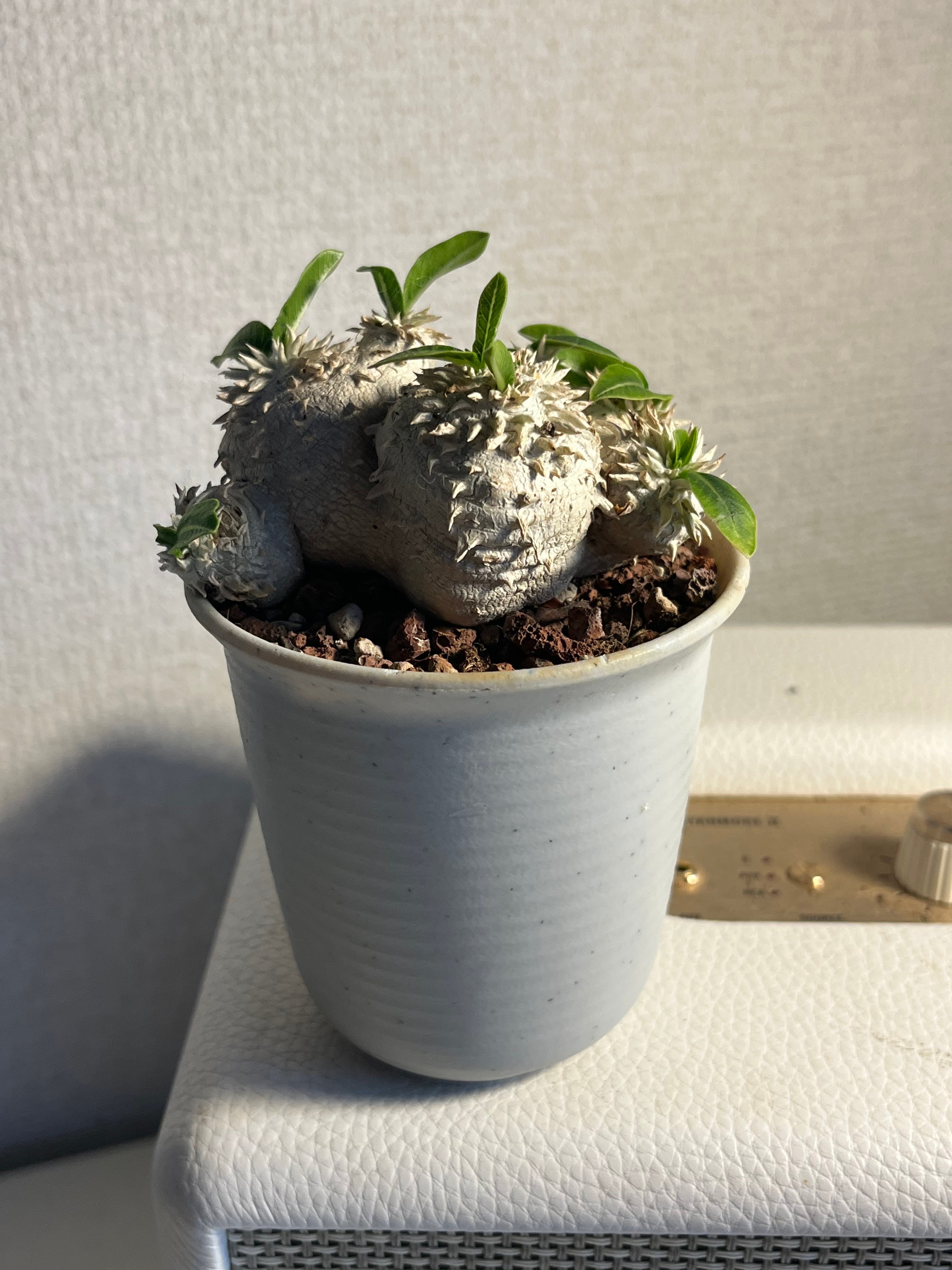 恵比寿笑】パキポディウム ブレビカウレ 塊根植物 コーデックス