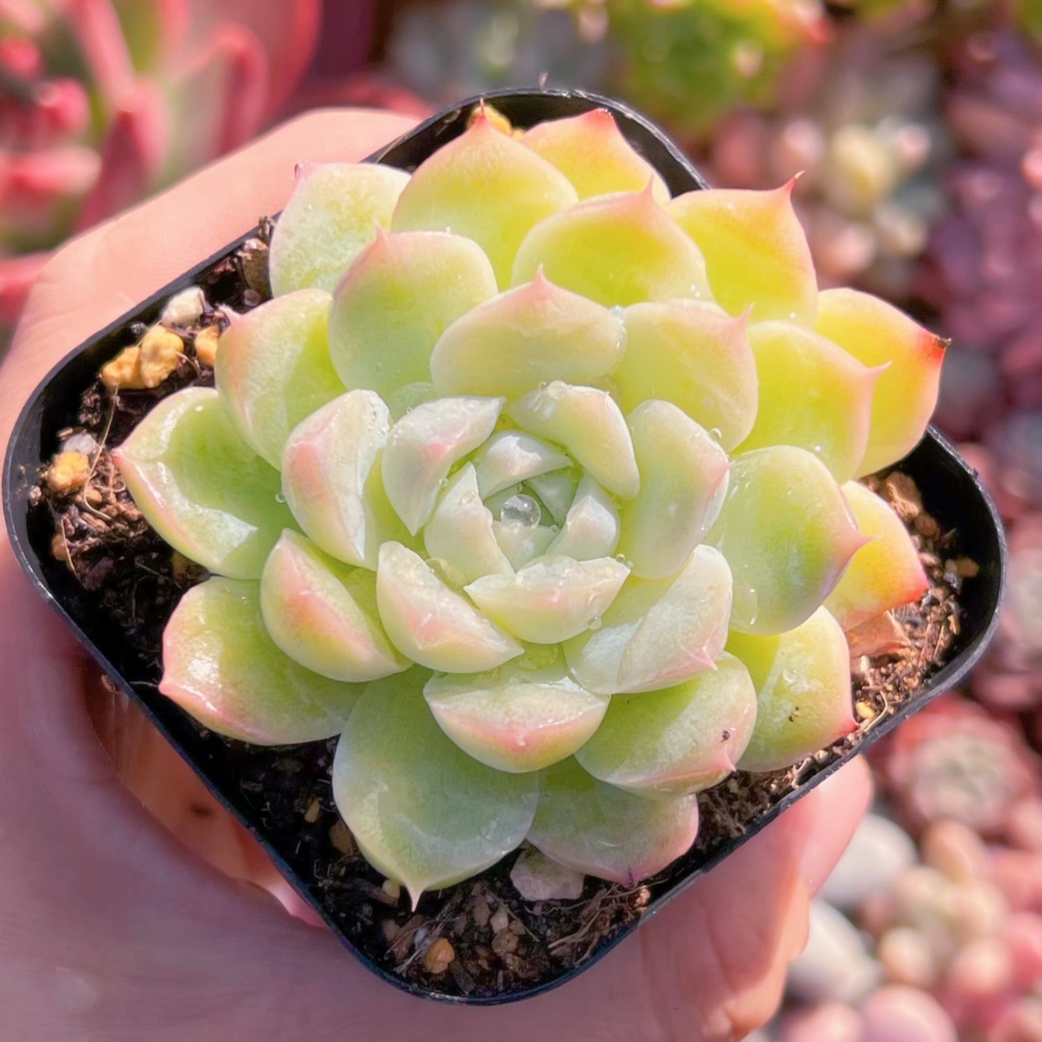 多肉植物　虹月影　古株　るる農園