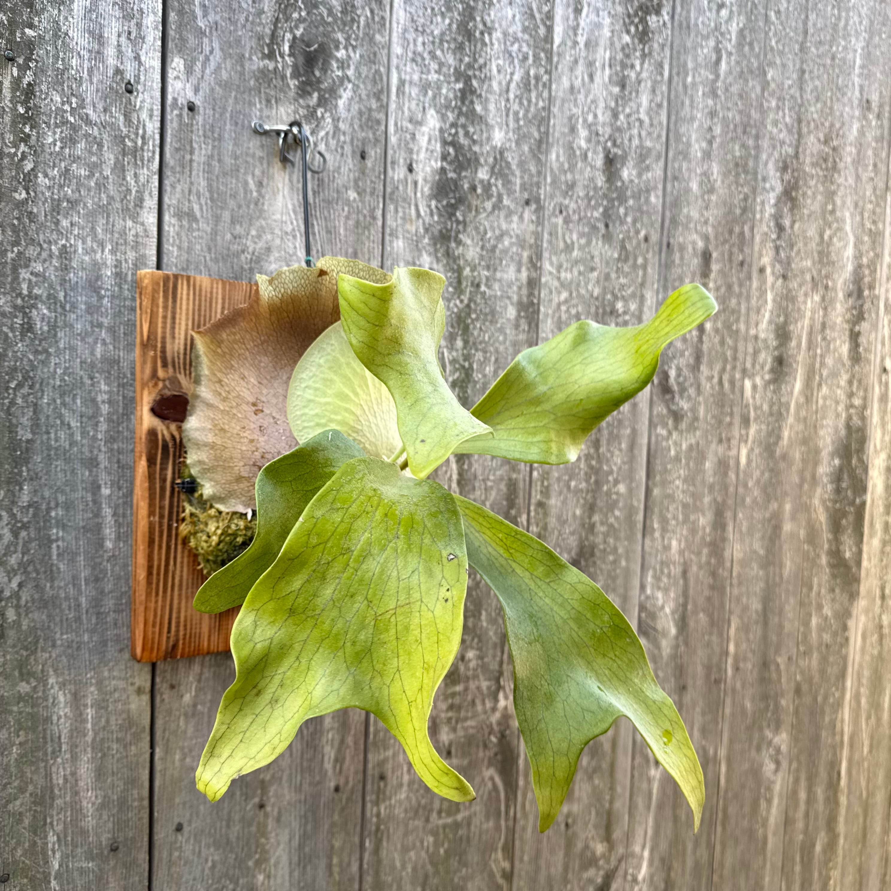 P. hillii spore #44 (pup) | naturefix