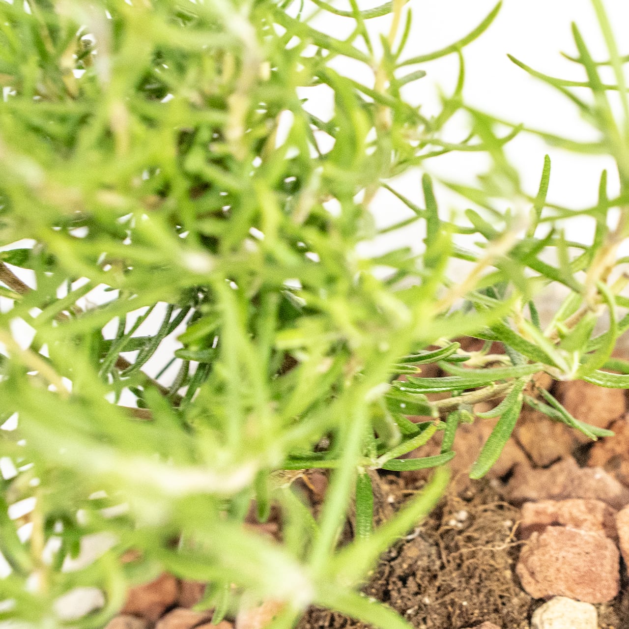 【ミニツリーのような愛らしい樹形】観葉植物・ローズマリー。一株ごとの厳選仕入れで元気な苗をお届け。スタイリッシュな手づくりモルタル鉢／虫発生抑制／全国一律送料850円