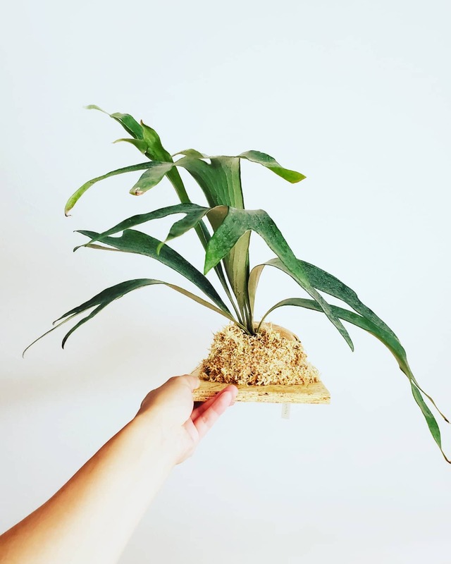 P.Hillii Hula Hands #1【artPLANTs】ビカクシダ/Platycerium