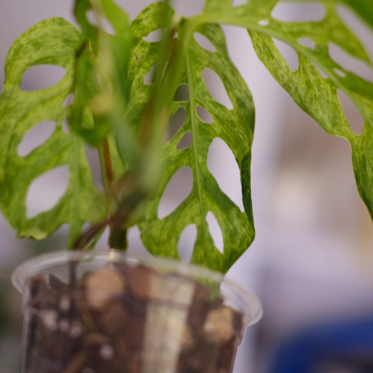 Monstera adansonii Mottled / モンステラ アダンソニー ミント㉙ / 観葉植物