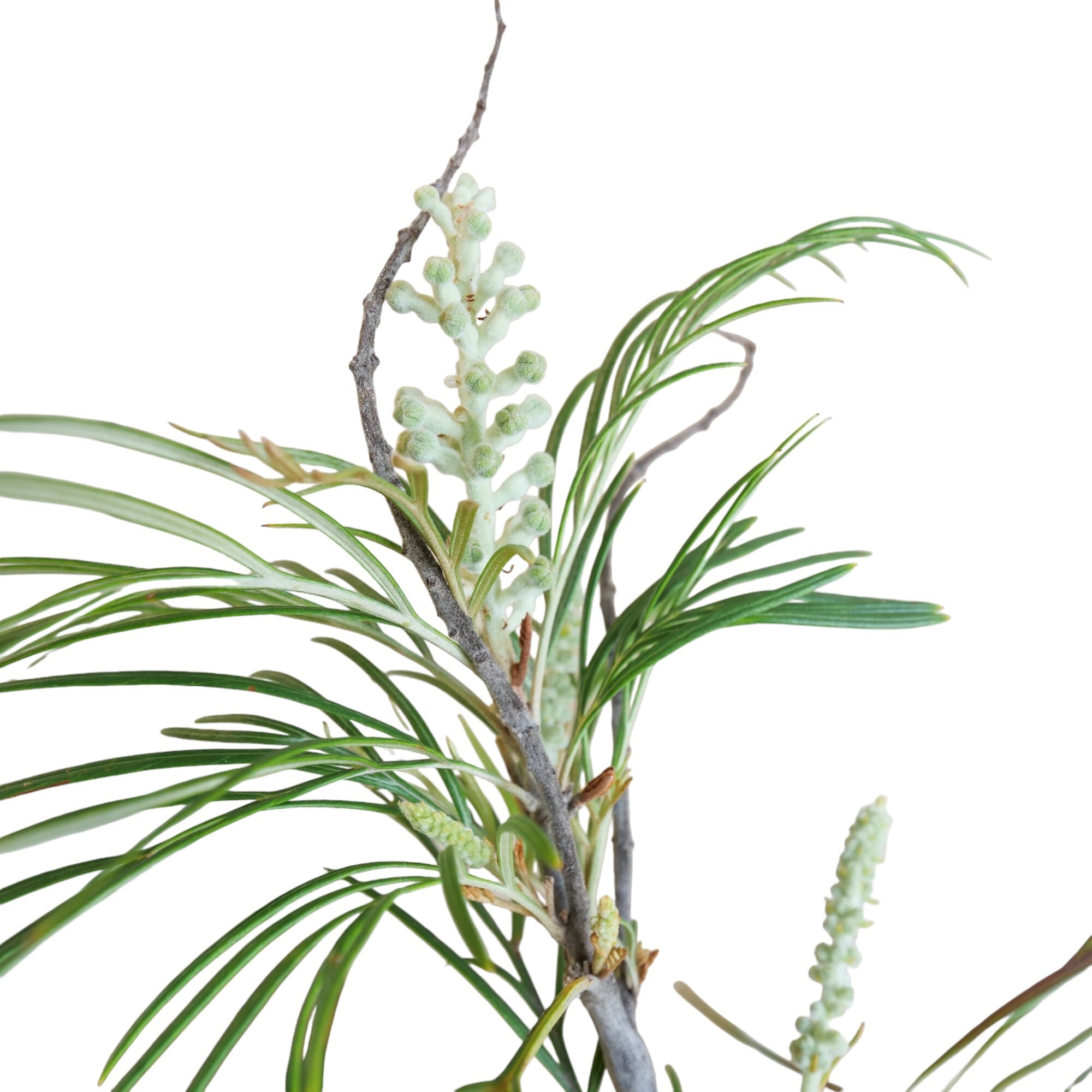 グレビレア ムーンライト 実生8年 6号鉢 150cm ネイティブ