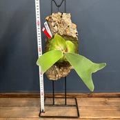 【BASE抽選販売(限定価格)】 ビカクシダ　アンディナム　P.andinum　コルク着生仕立て