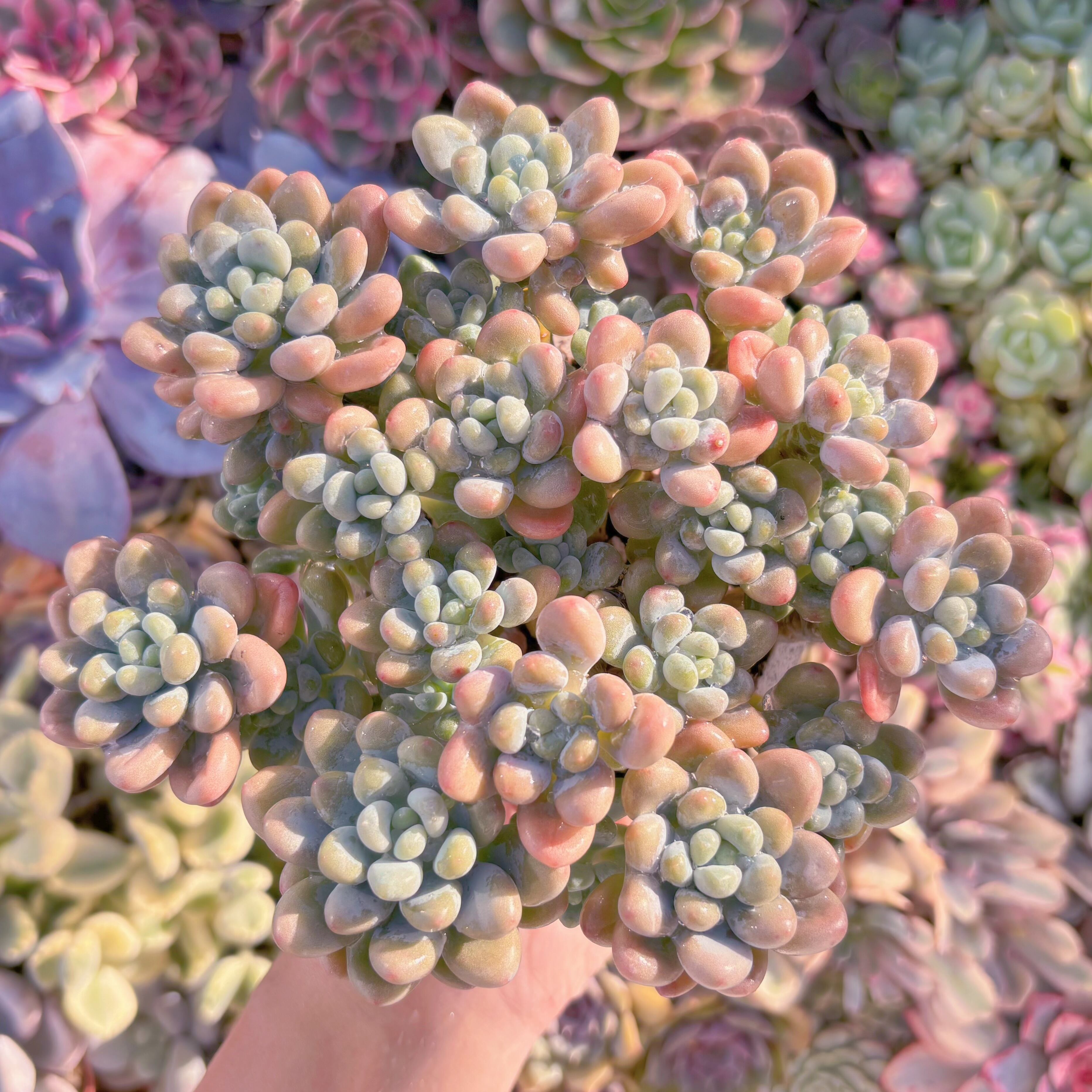 現品　マカロンxロココ#F012　大群生　るる農園