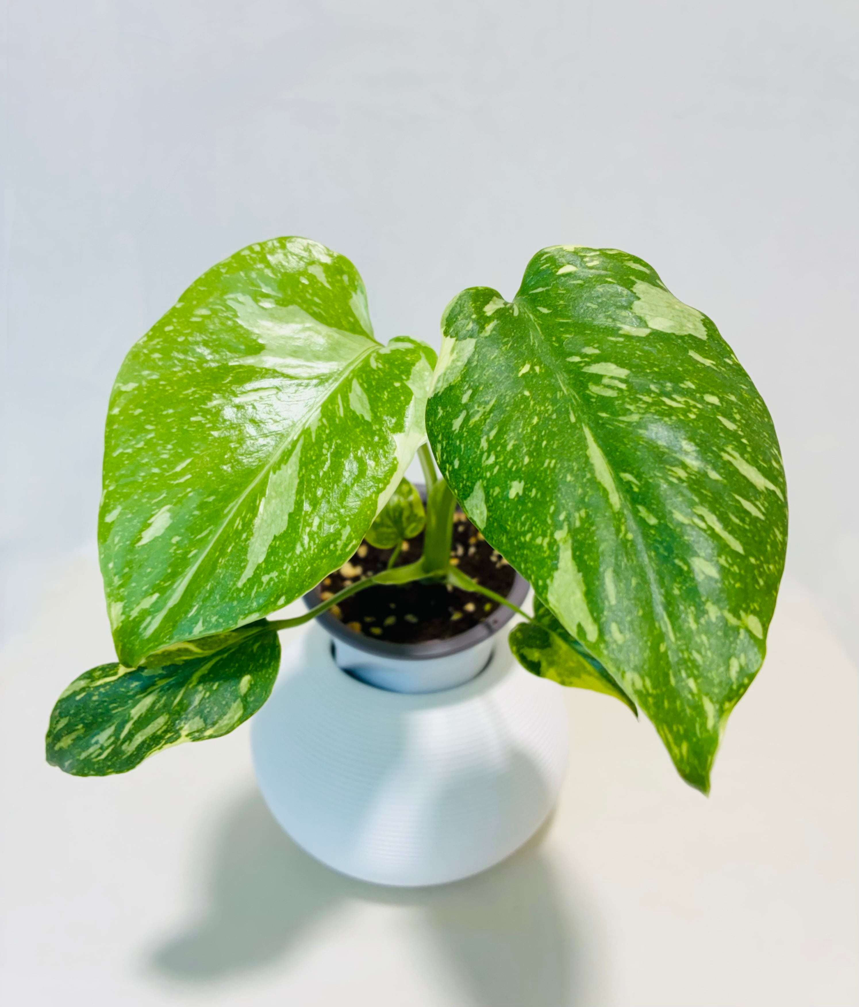 フィロデンドロン ビレッティア 斑入り 大株【激レア】Philodendron