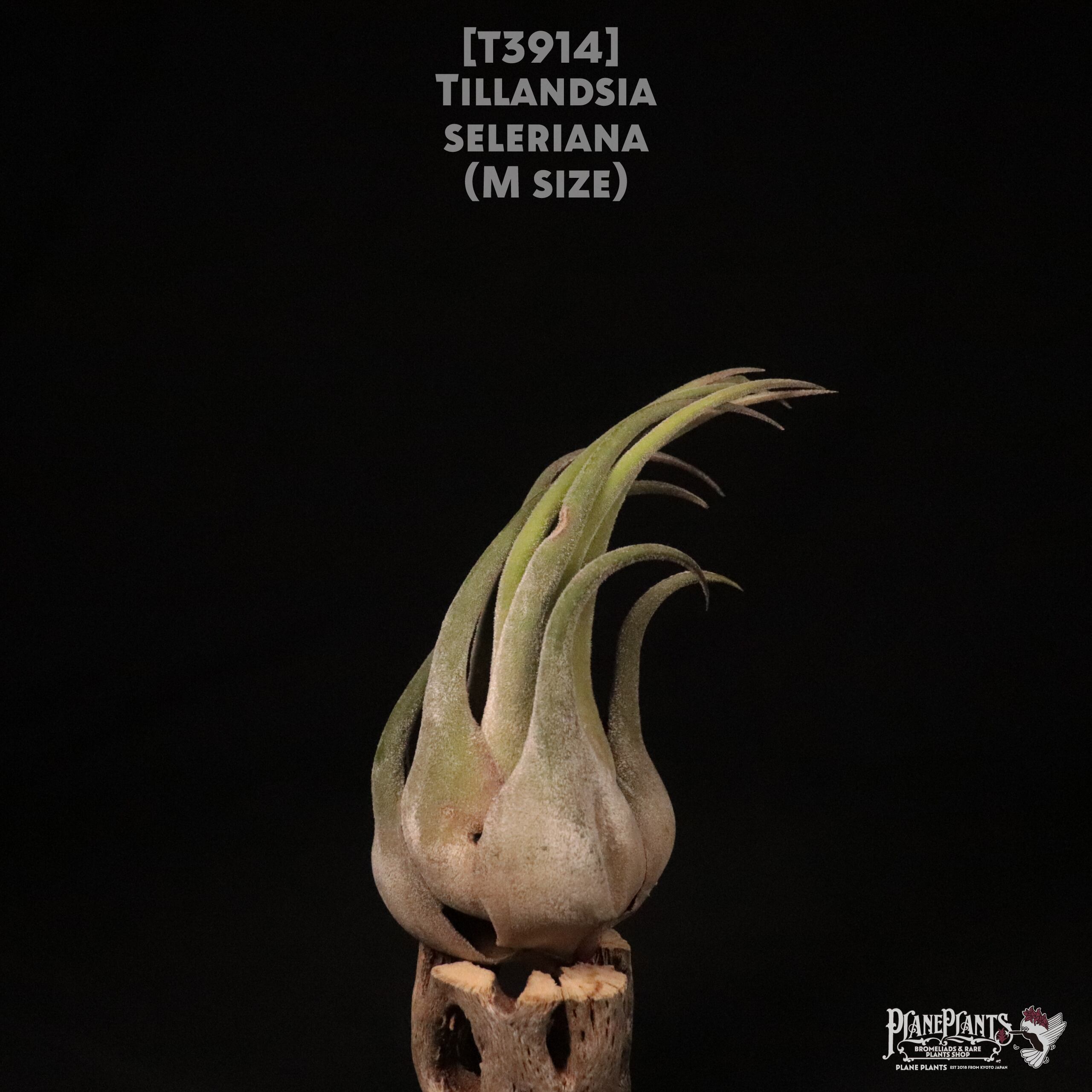 【送料無料】seleriana M〔エアプランツ〕現品発送T3914