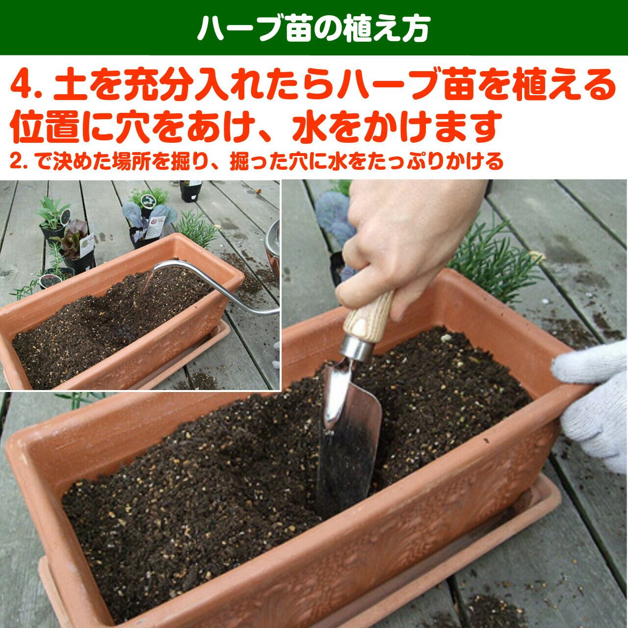 ハーブ 苗 セット 送料無料 レシピ 鉢植え 水耕栽培 ミント 寄せ植え ラベンダー 30個 英語 ローズマリー ハーブティ 栽培キット バジル ドライ ハーブ 種類 ハーブ苗 野菜 選び方 料理 効能 種 レモンタイム 花苗 代用 育て方 使い方