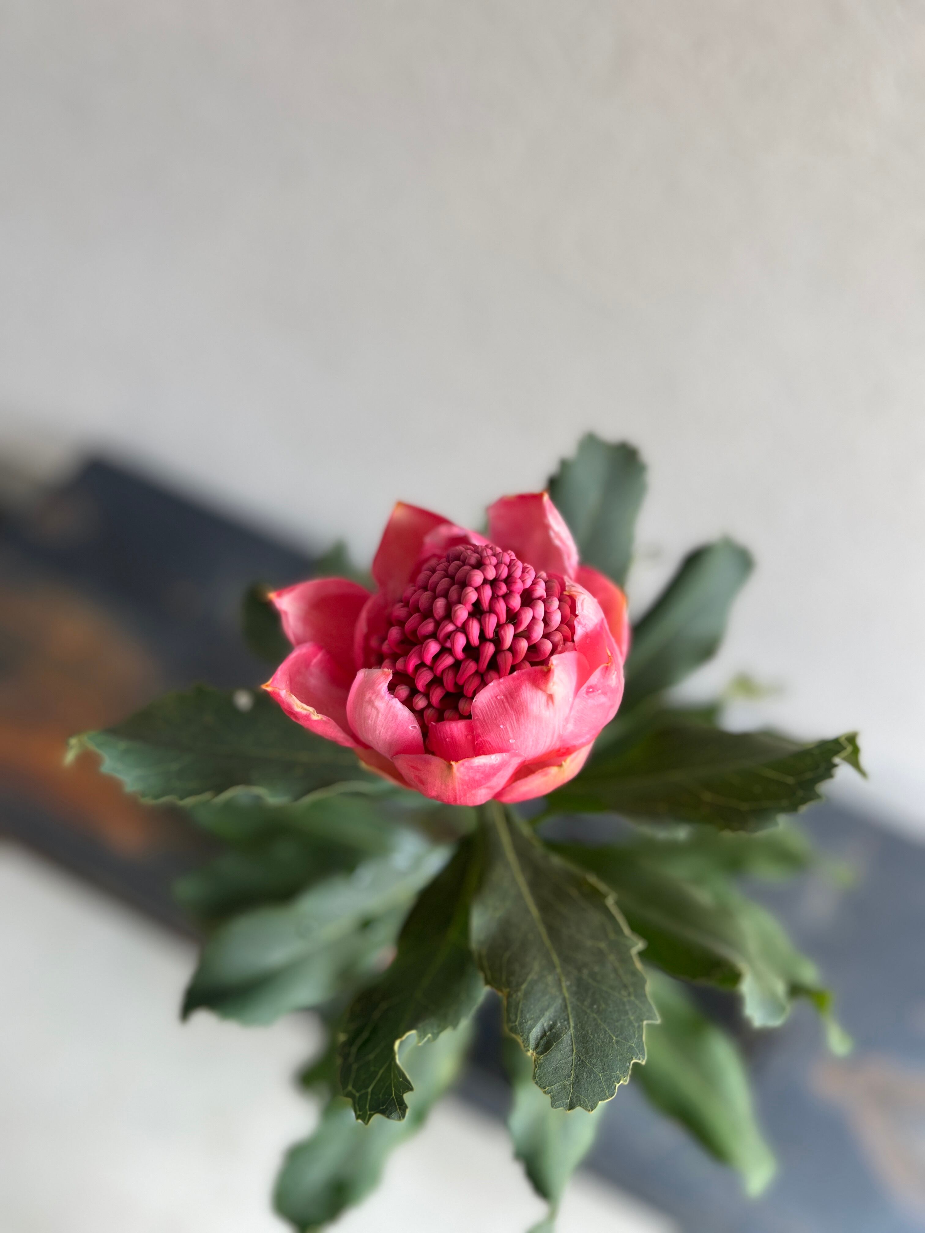 テロペア エンチャンテッド ドーン④ | 沼ノ上農園