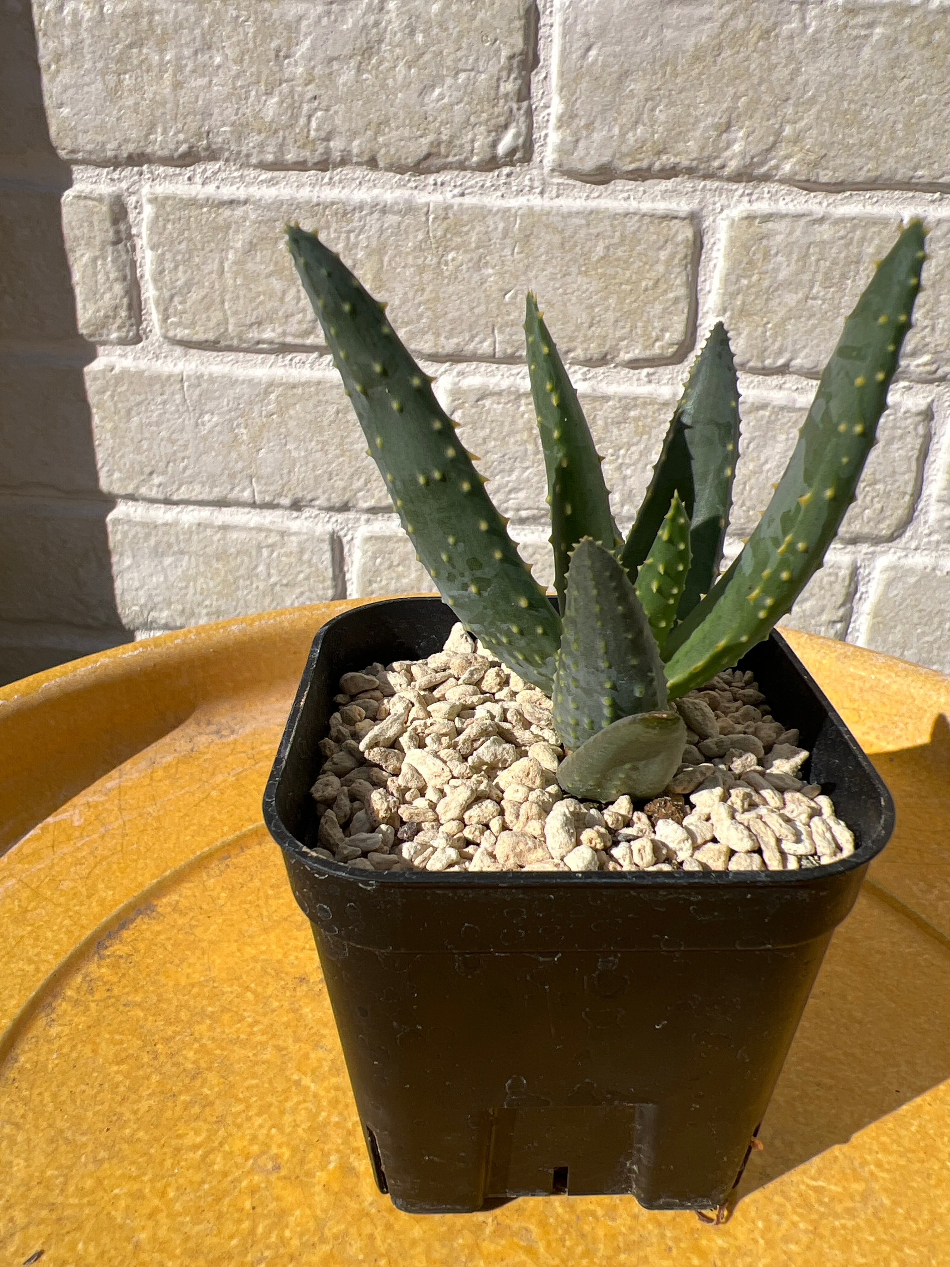 Aloe dichotoma 'Namakwa' Quiver Tree No.2 【ｱﾛｴ・ﾃﾞｨｺﾄﾏ・ﾅﾏｸﾜ実生
