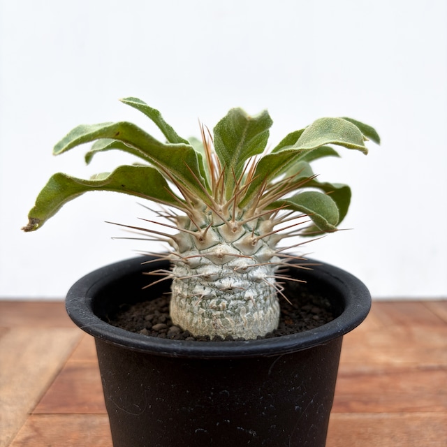 Pachypodium namaquanum【パキポディウム・ナマクアナム・光堂・実生】