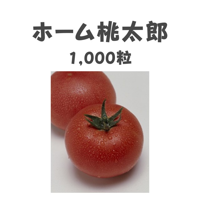 ホーム桃太郎　トマト種子・1,000粒