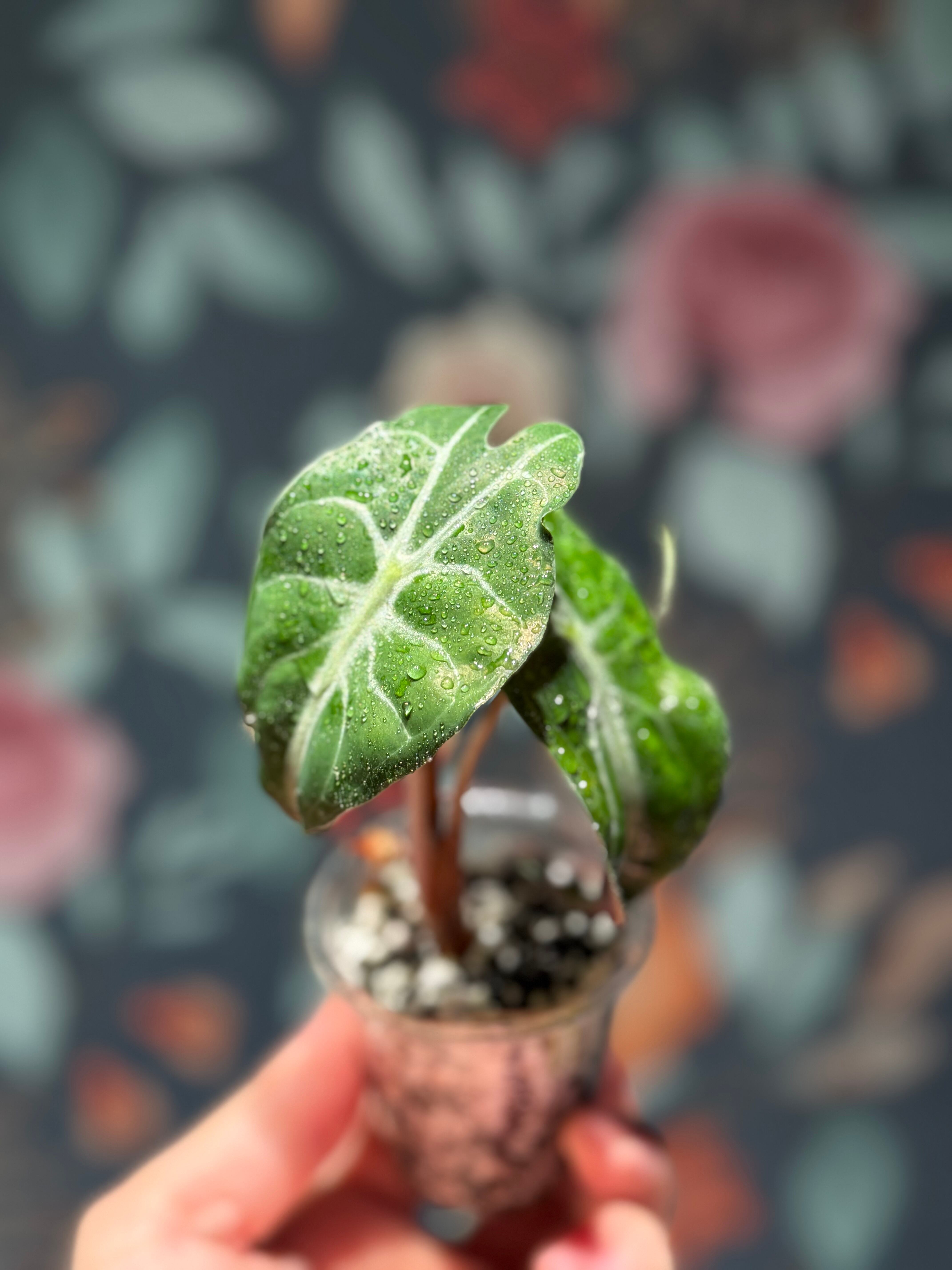 希少】Alocasia Venom（子芋付き） | RARE PLANT LAB