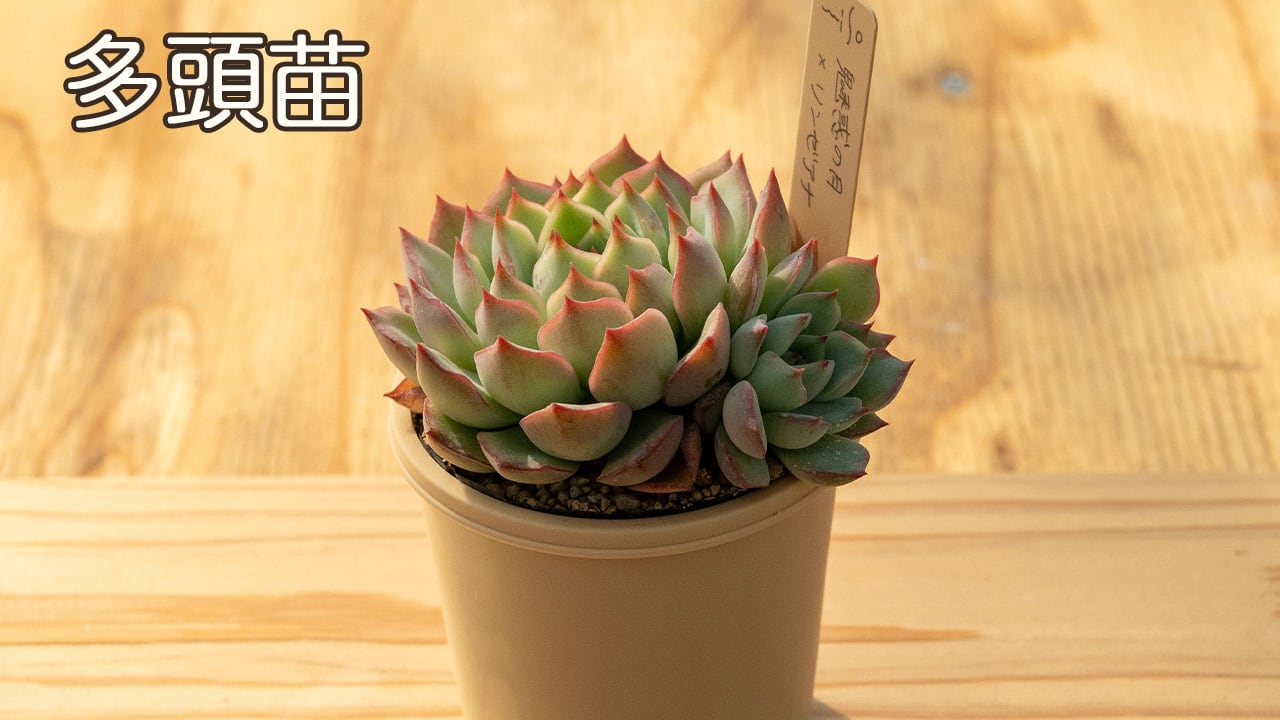 2025冬ミソ苗セット第三弾（Aセット） | タネから多肉