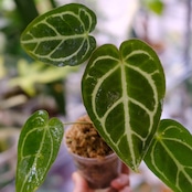 アンスリウム ドラヤキ × レッドクリスタリナム / Anthurium Dorayaki × Red Crystallinum③ / 観葉植物<育て方・花言葉>