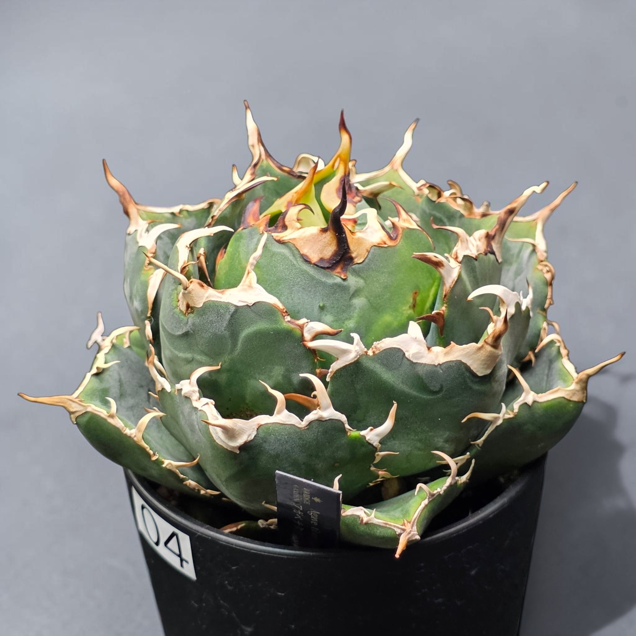 アガベ チタノタ 白鯨 (Agave titanota 'Hakugei') | BRIDGE GARDEN