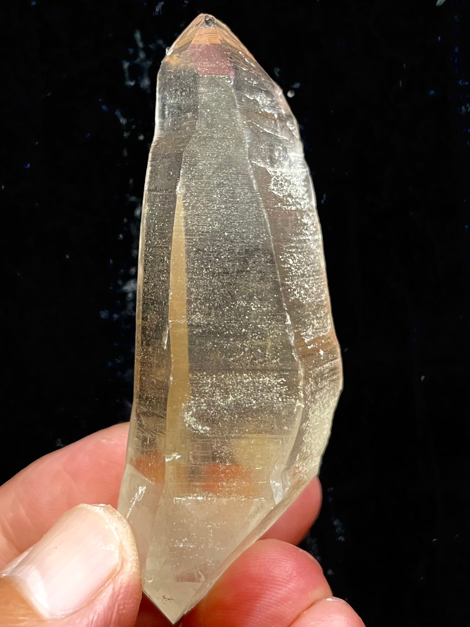 ロシアンレムリアン DT