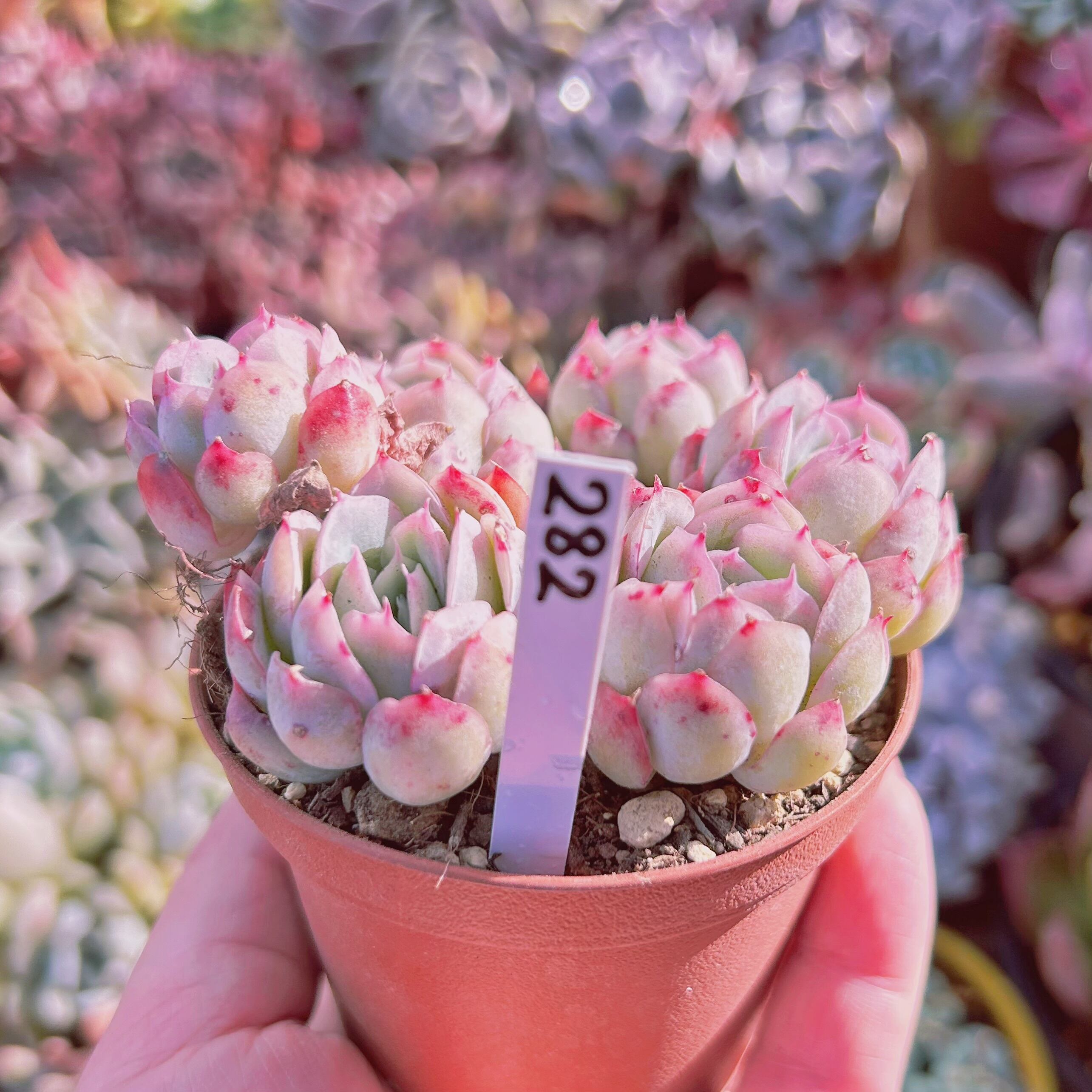 No.544 ❁アイススピリッツ❁ 苗 多肉植物 寄せ植え No.544 ❁アイススピリッツ❁ 苗 多肉植物 寄せ植え