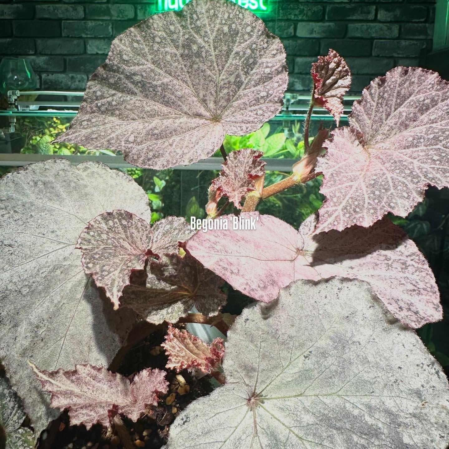 専用 5点同梱割 原種ベゴニア / Begonia murina Begonia murina