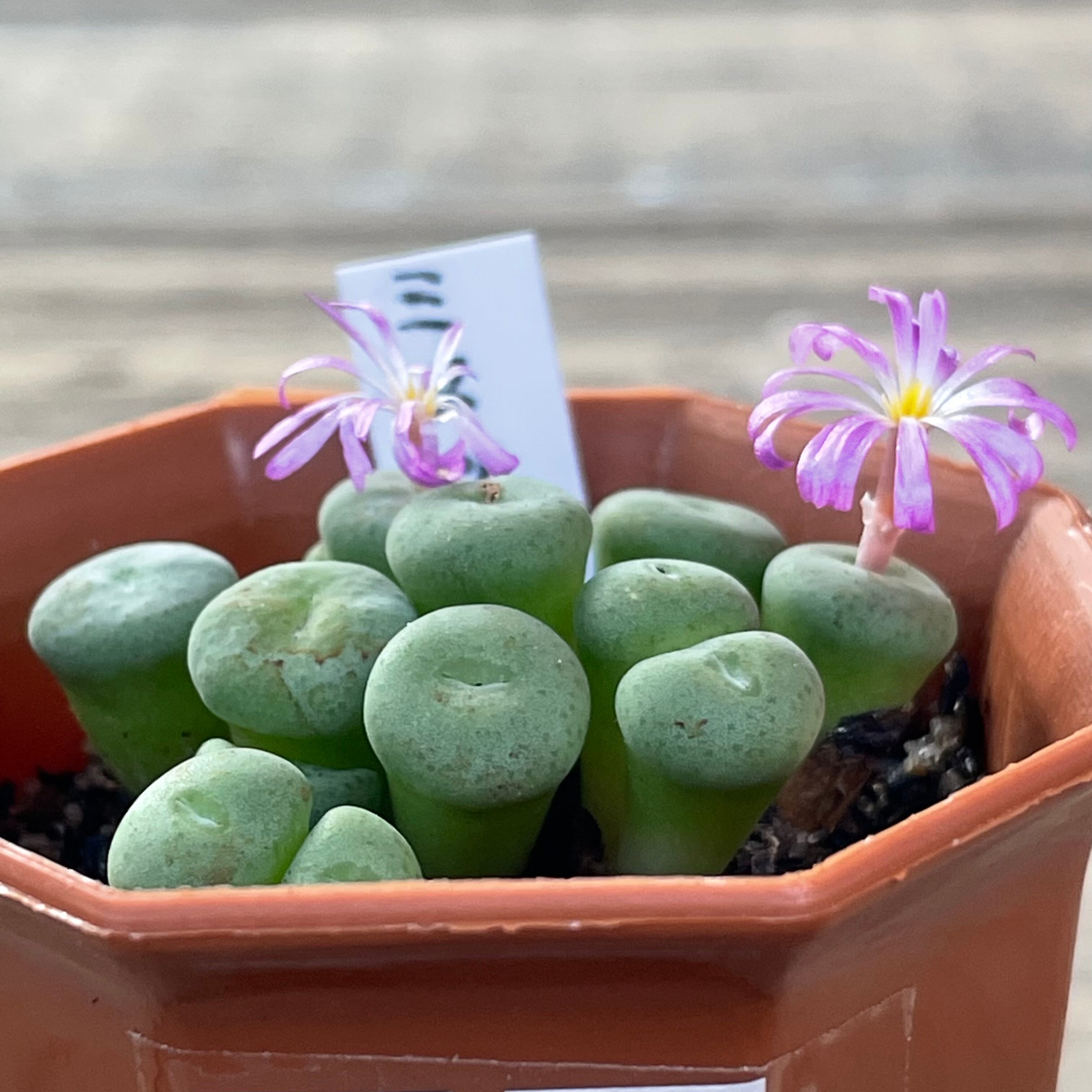 ミヌツム コノフィツム | RuPo 多肉植物専門店