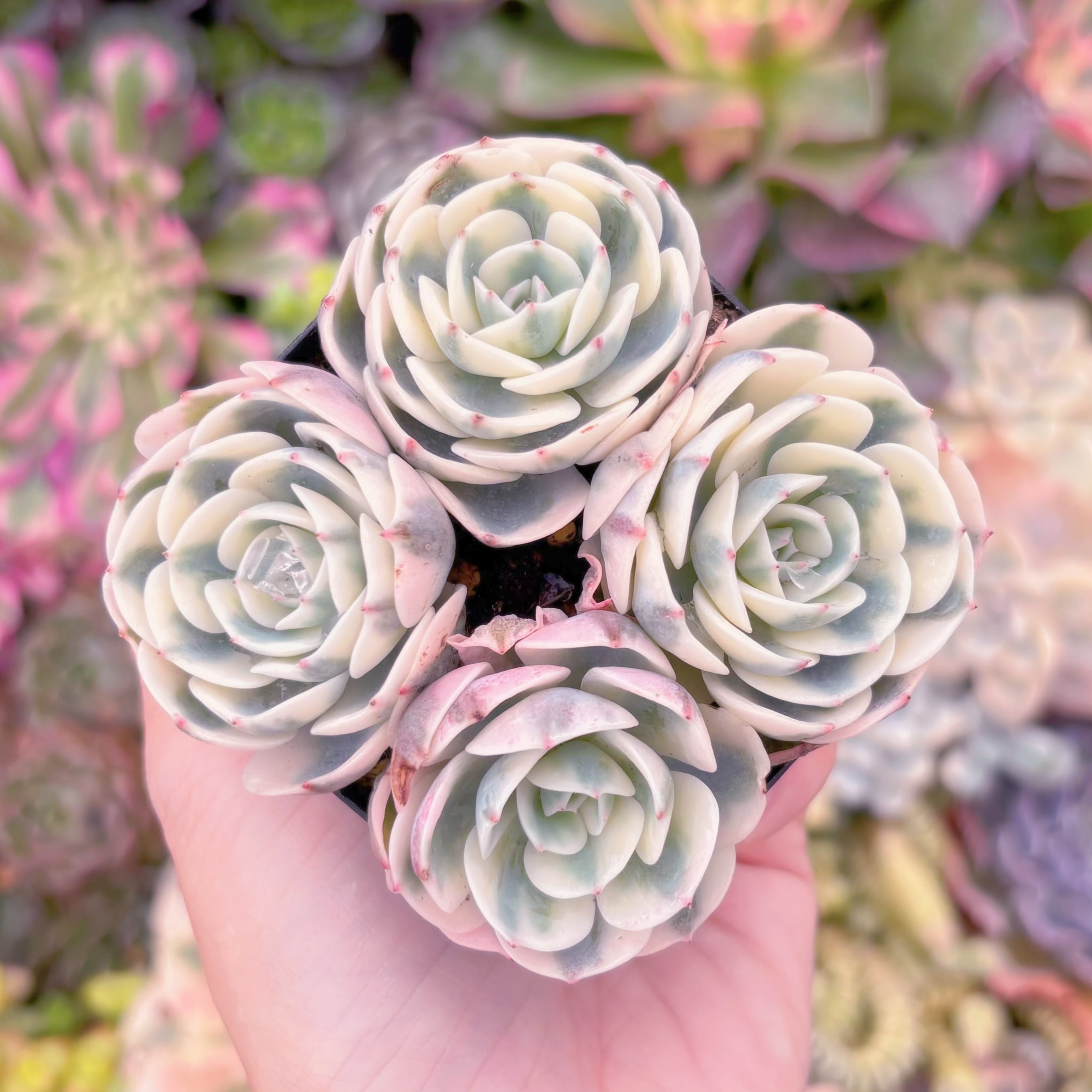 現品　ルノーディーン錦 #551　新入荷　るる農園