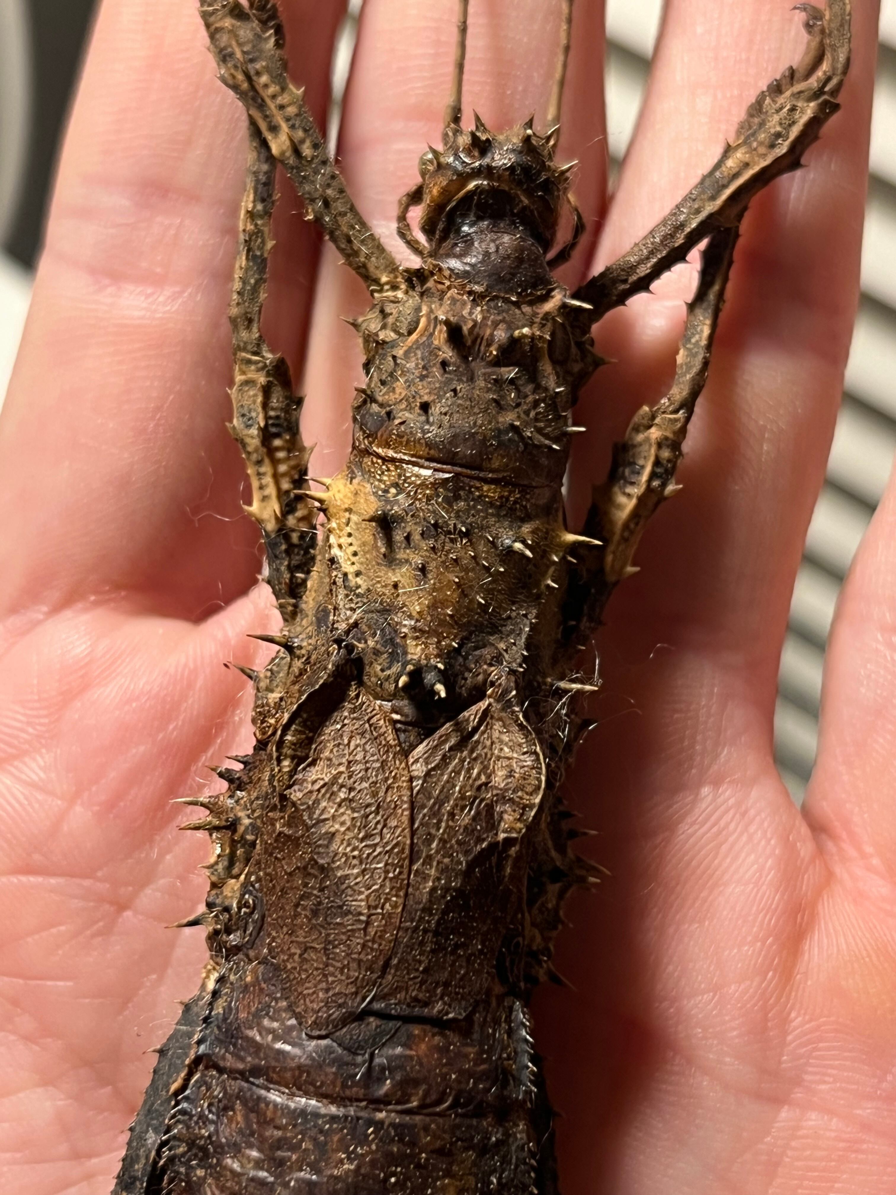 113mm】Haaniella echinataナナフシコノハムシカマキリマンティス