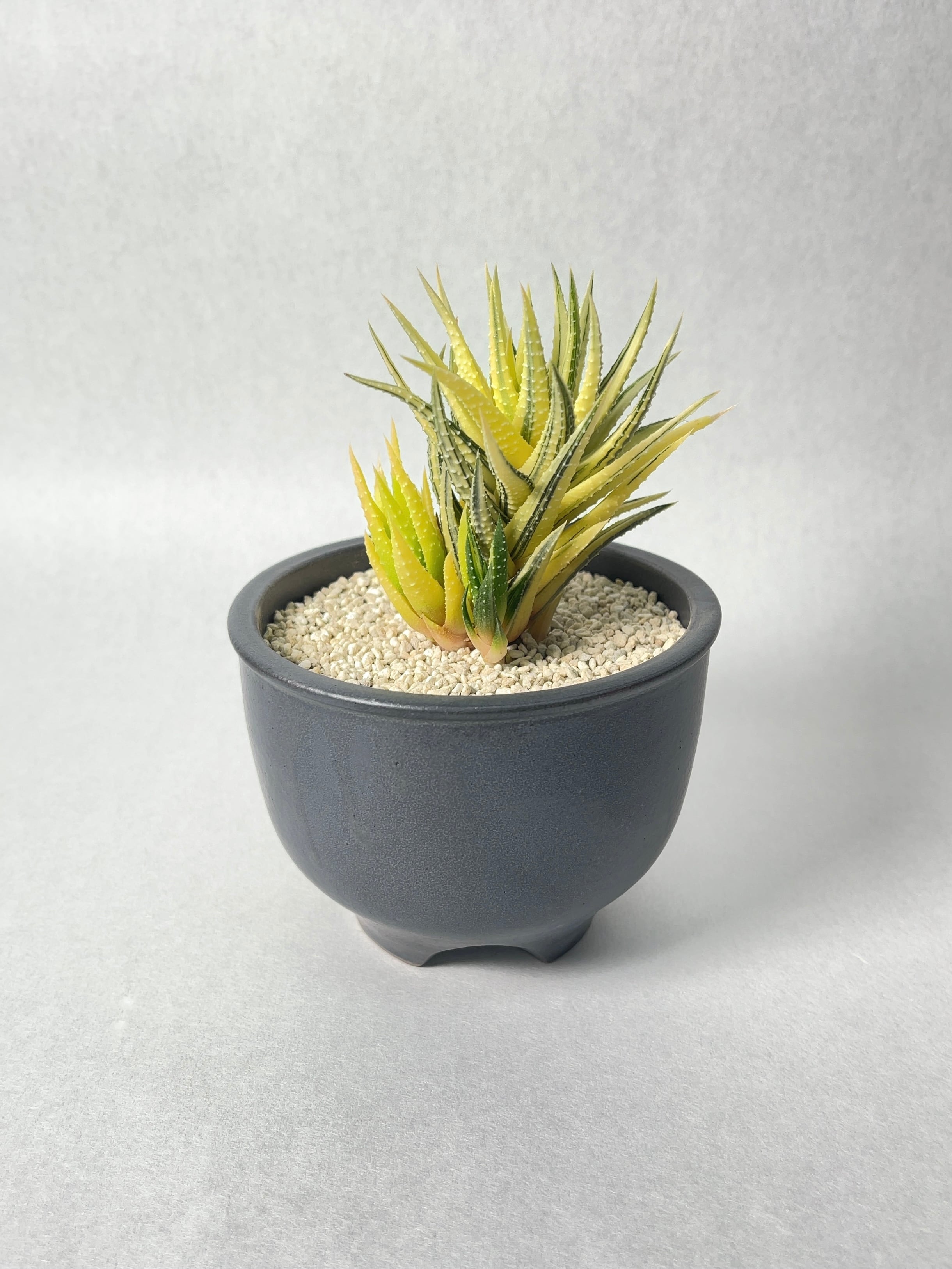 ハオルチア・松の霜錦 | trigger